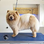 Groomville studio (posyolok gorodskogo tipa Kraskovo, ulitsa Karla Marksa, 42А), pet salon
