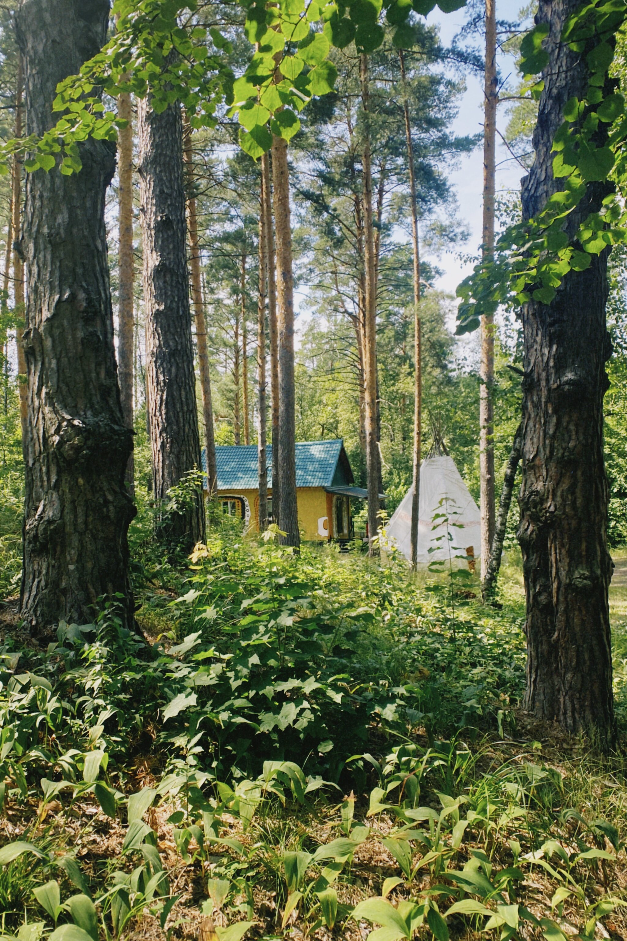 Фото Лесная дача