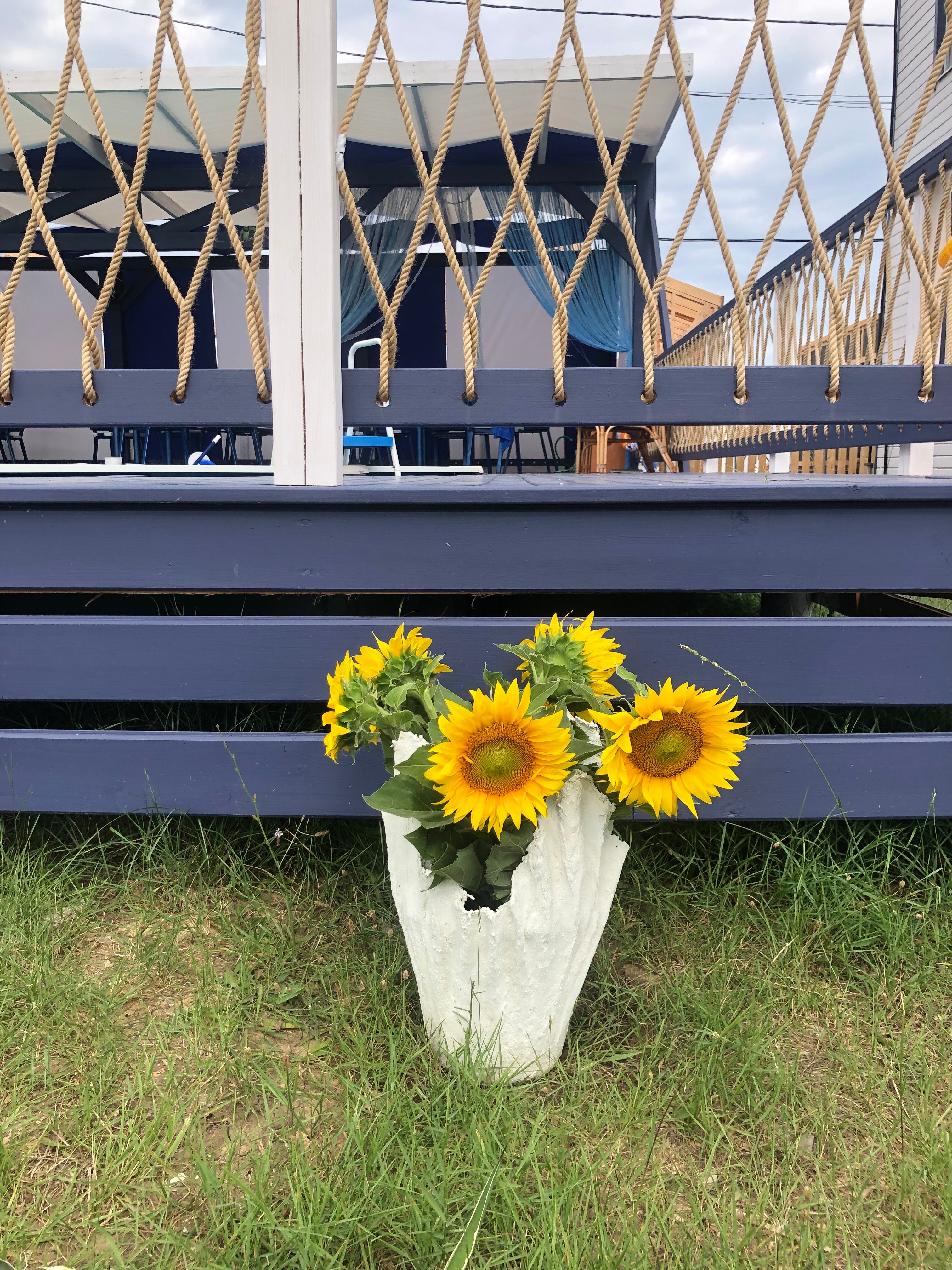 Фото Роза ветров