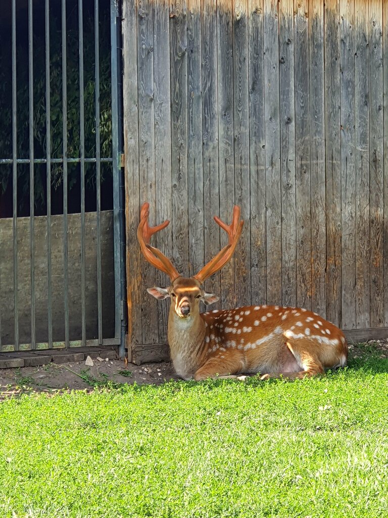 Zoo Зоопарк, Perm Krai, photo
