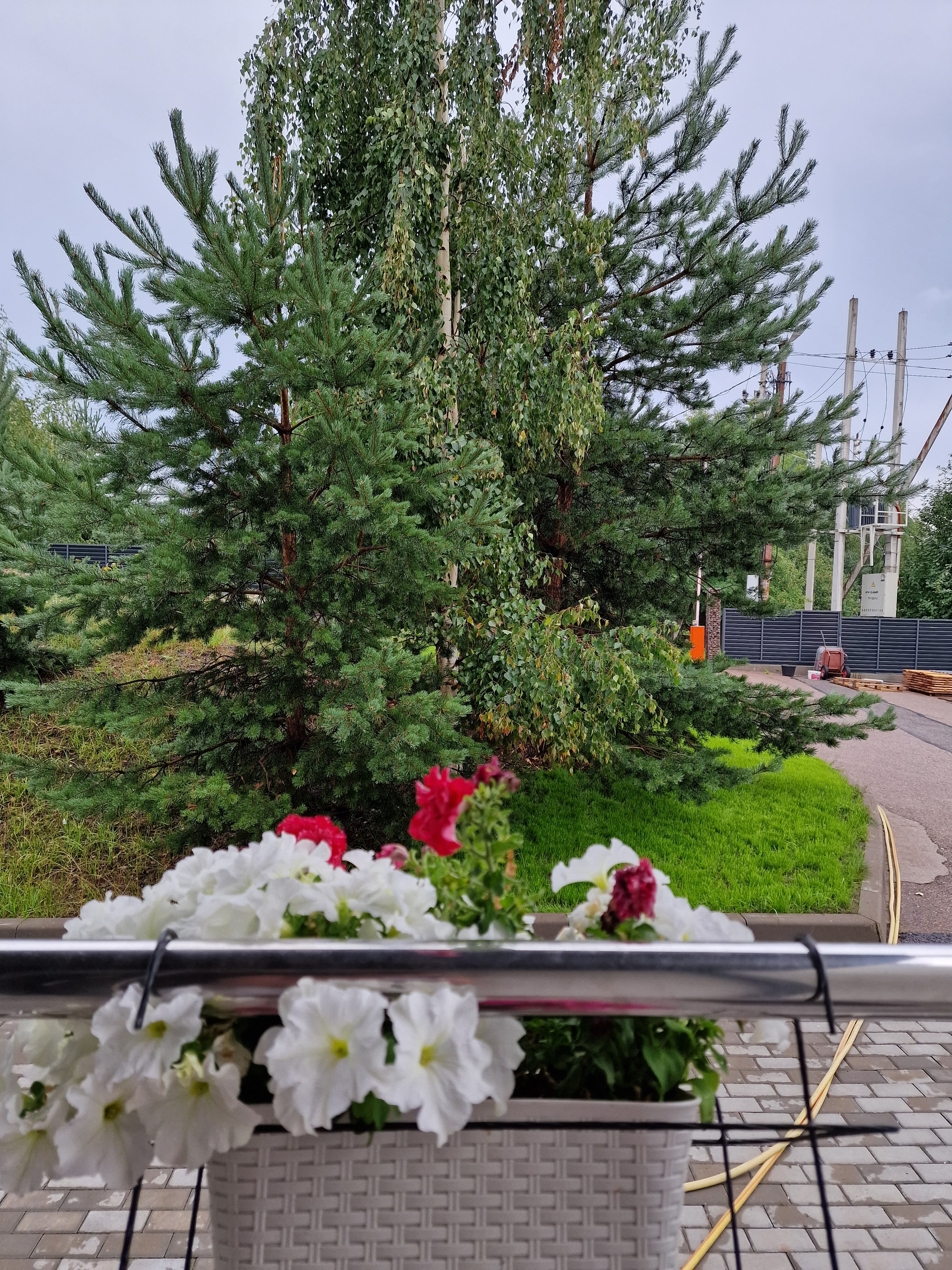 Фото Нордик