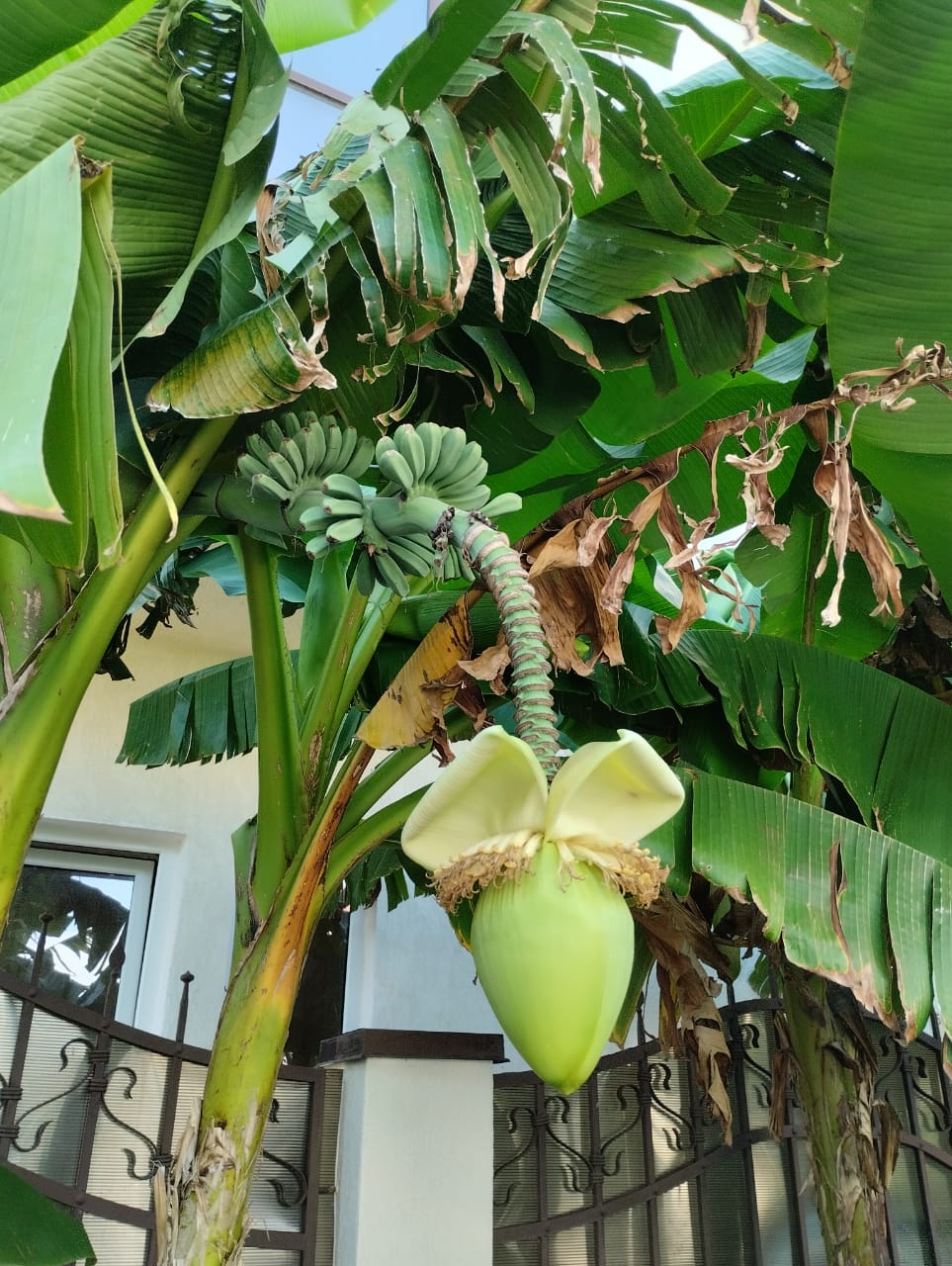 Фото Белая Березка