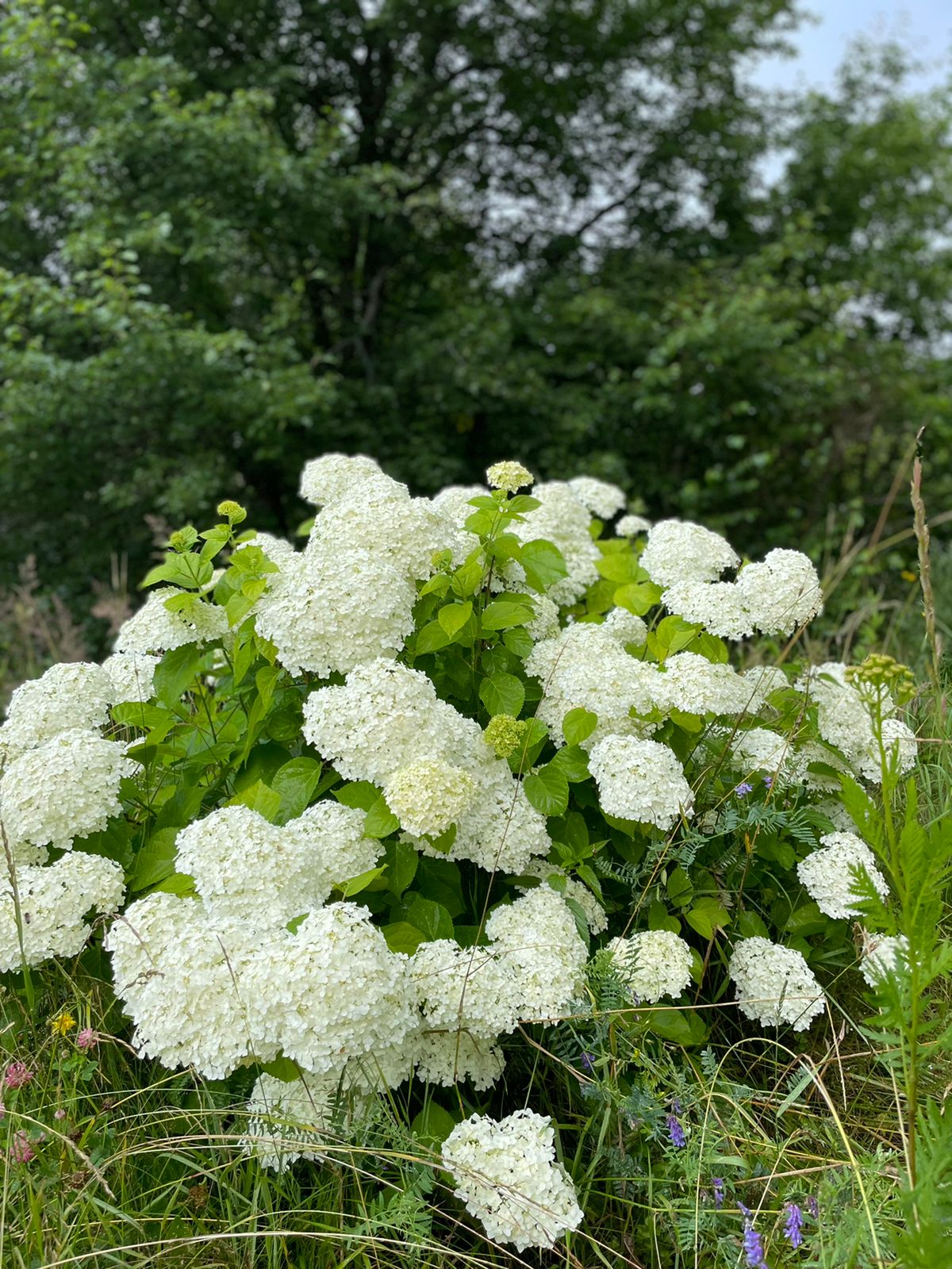 Фото Будда дом