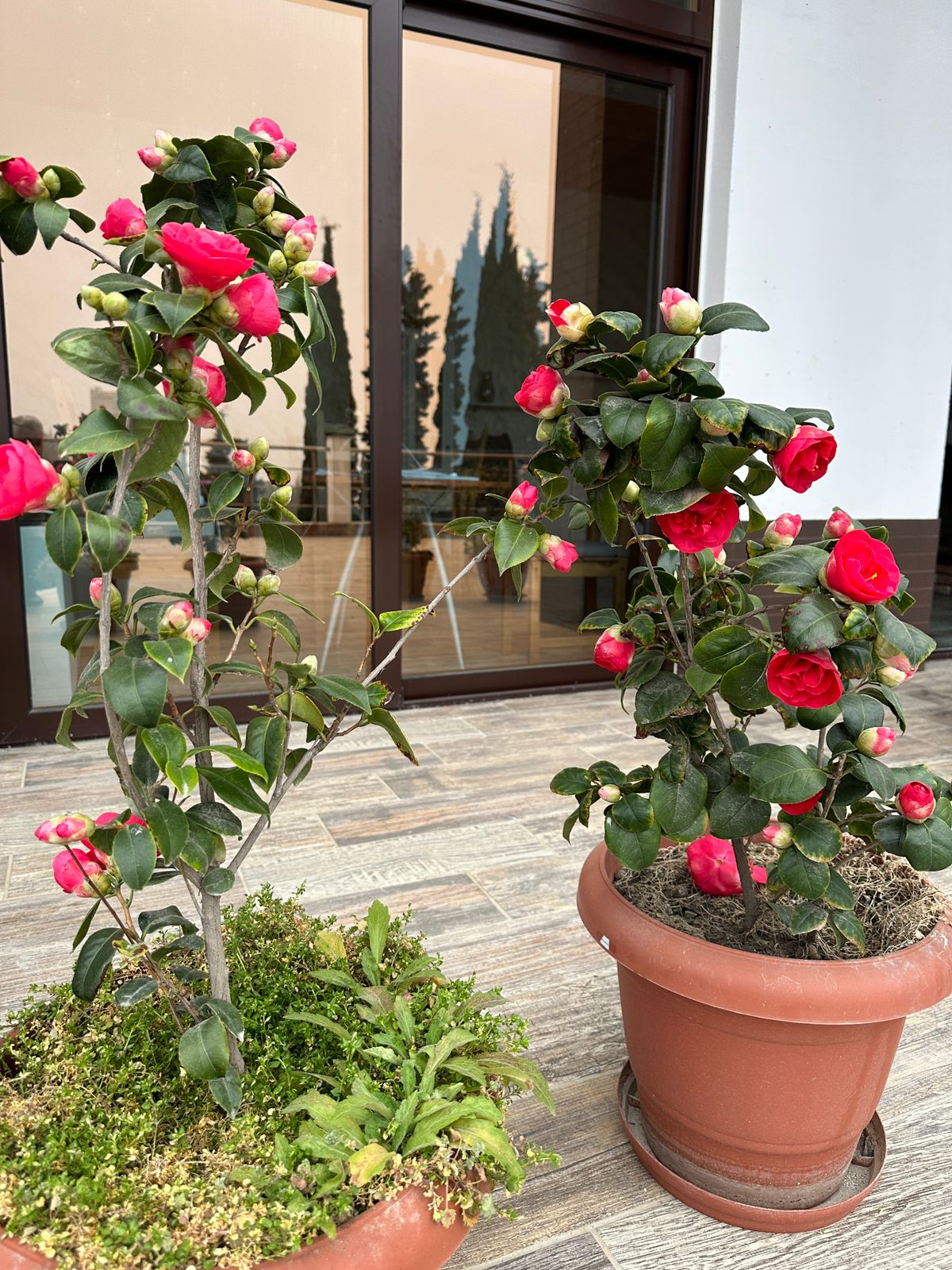 Фото Розов хутор