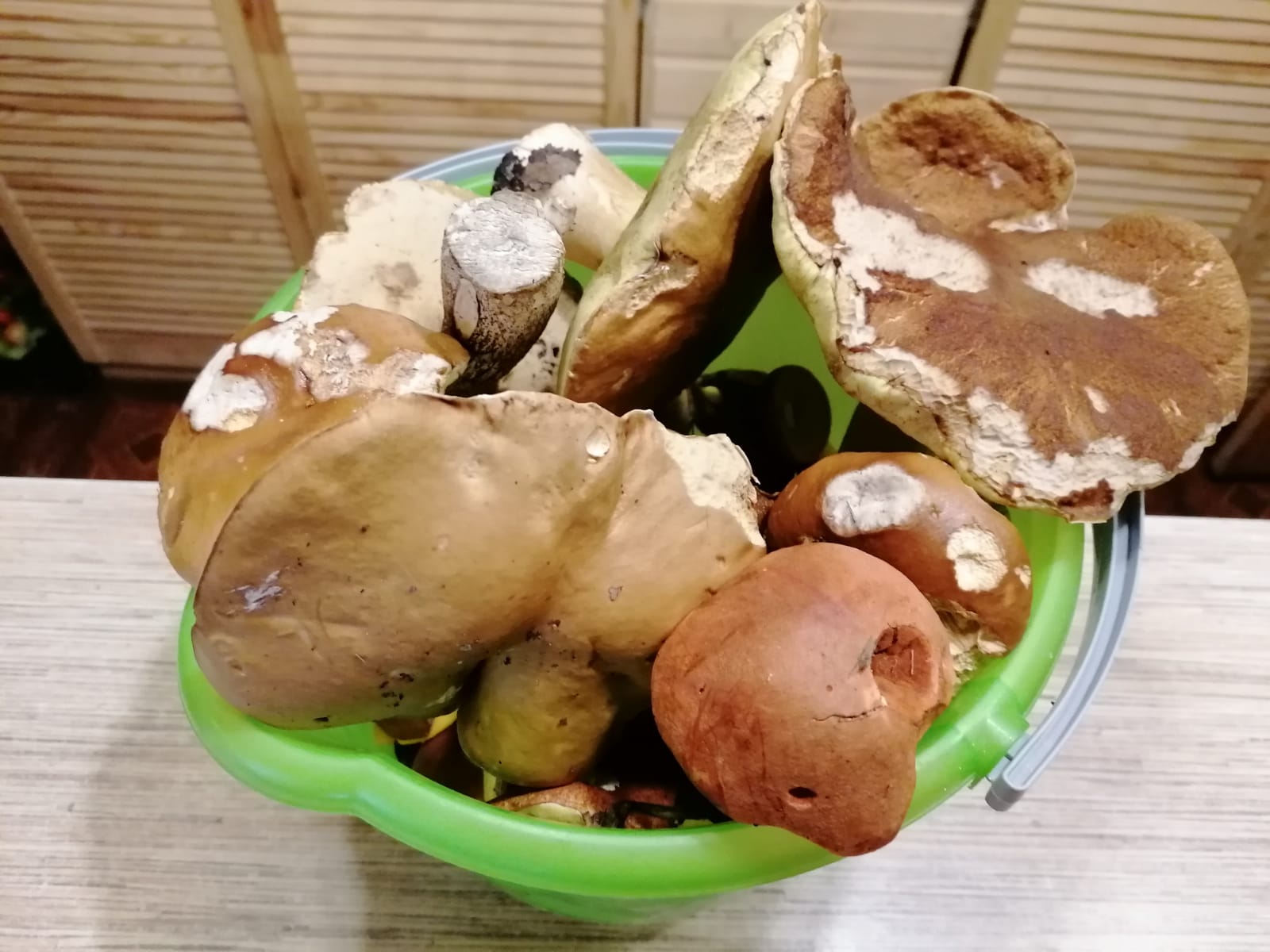 Фото Беличье