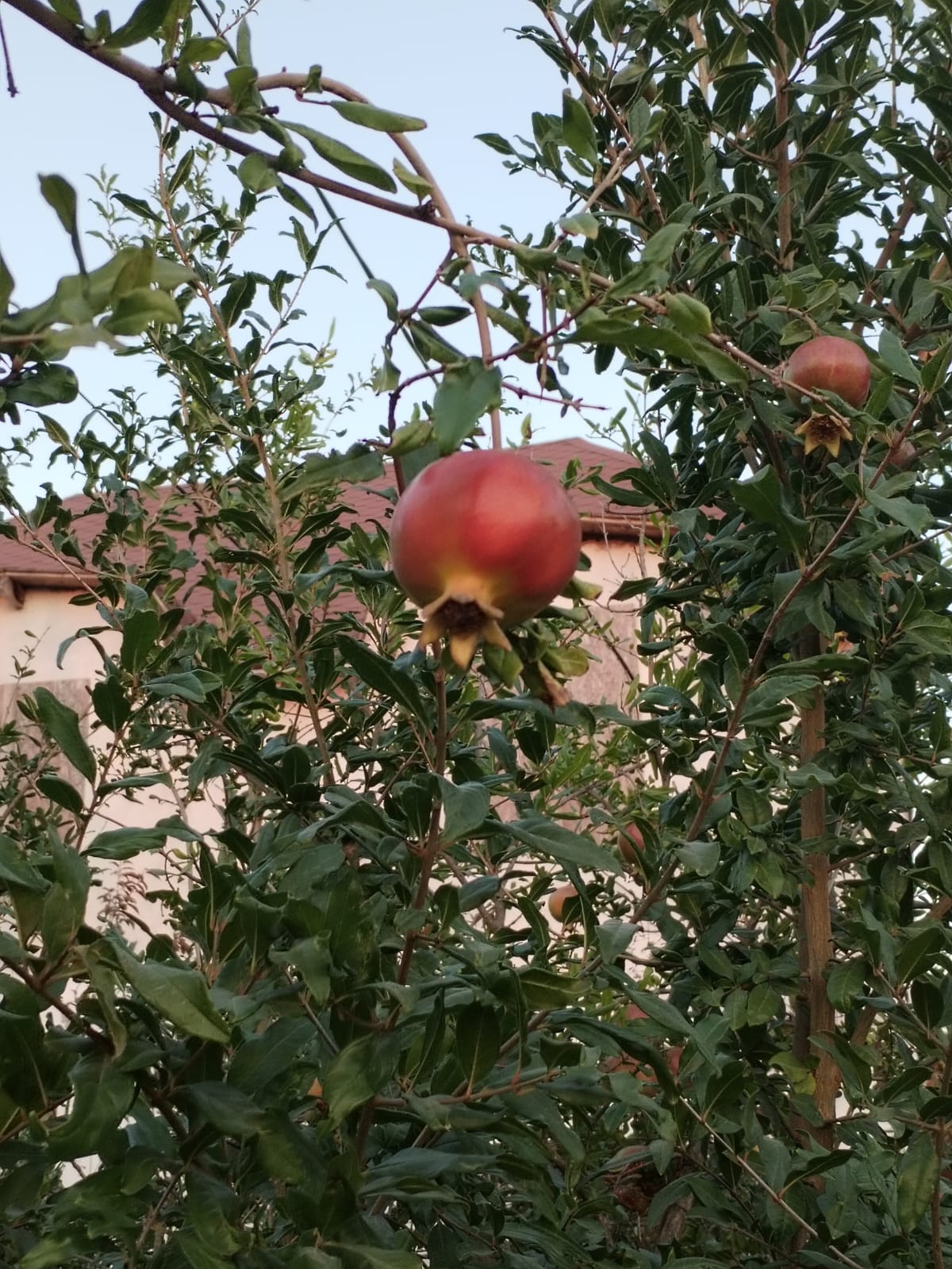 Фото Солнечный