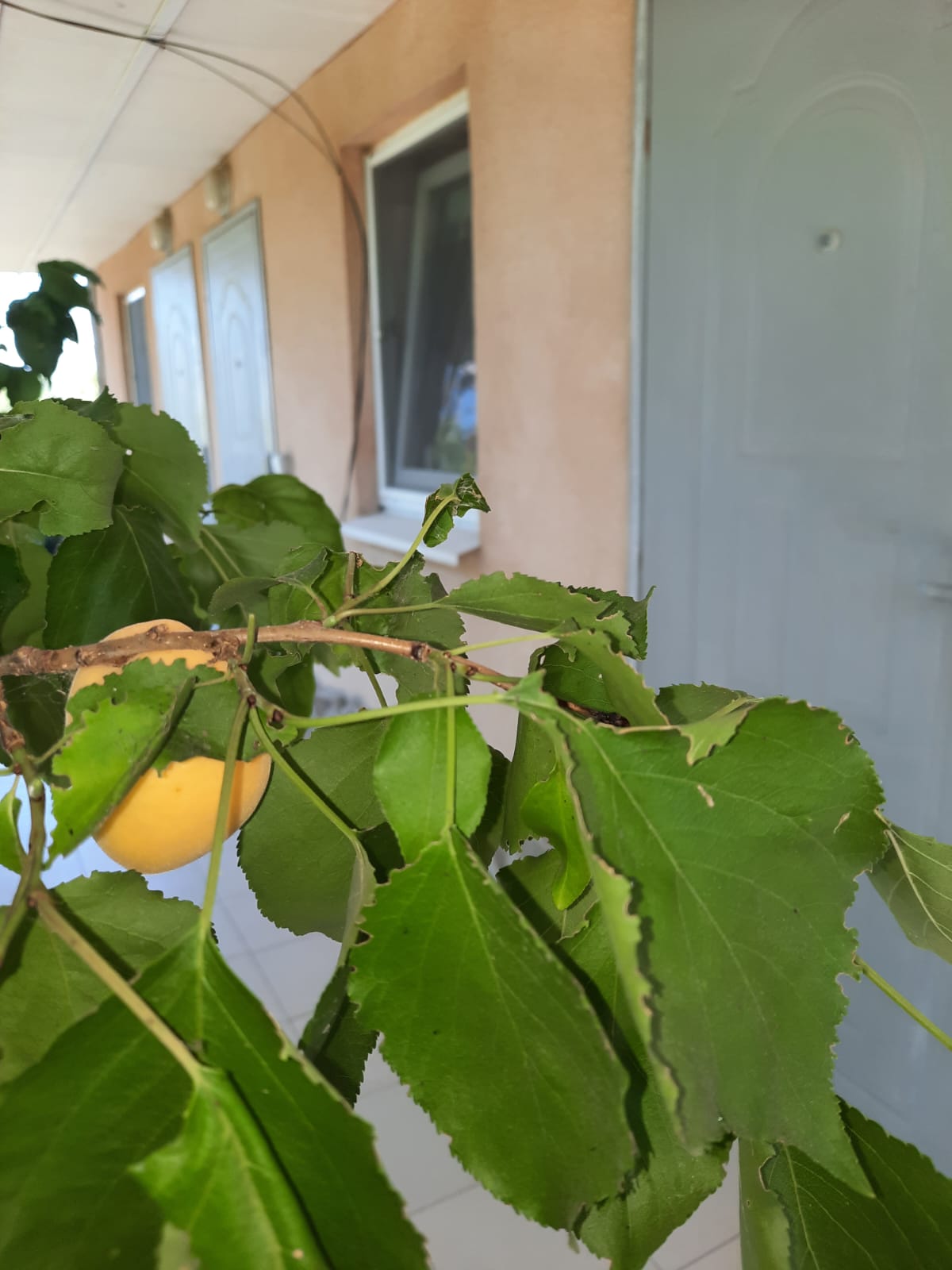 Фото Белая Чайка