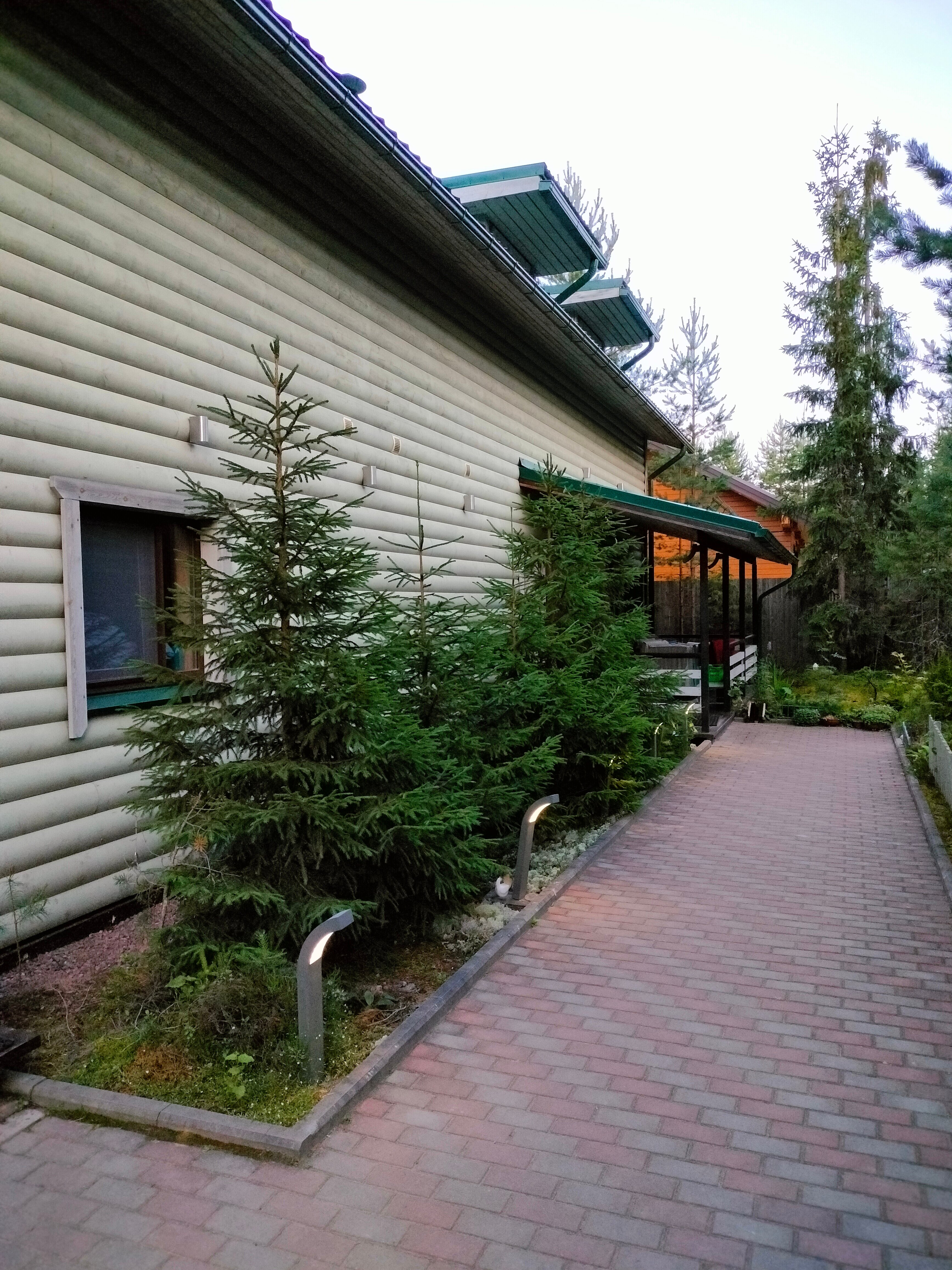 Фото Хвойный