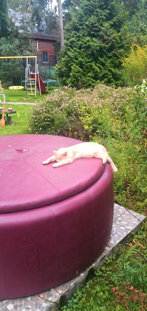 Gardeners' partnerships and societies Dnt Novinki Monino, Moscow and Moscow Oblast, photo