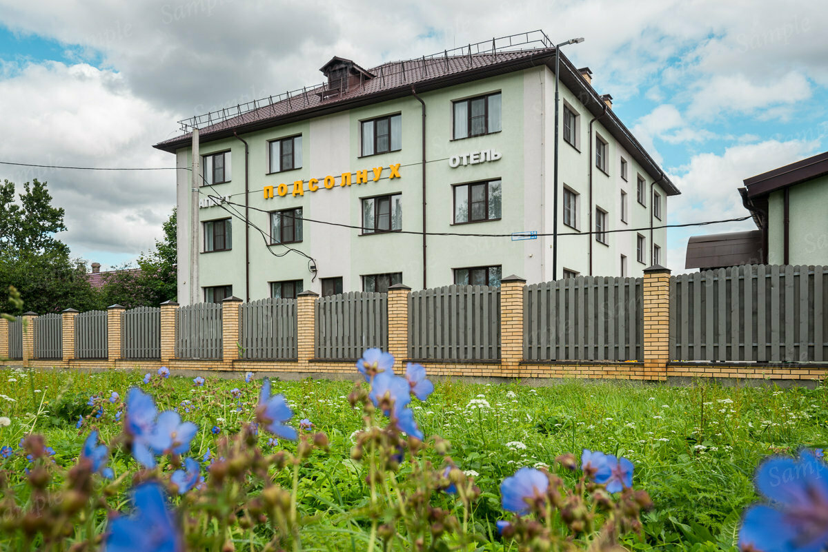 Фото Подсолнух