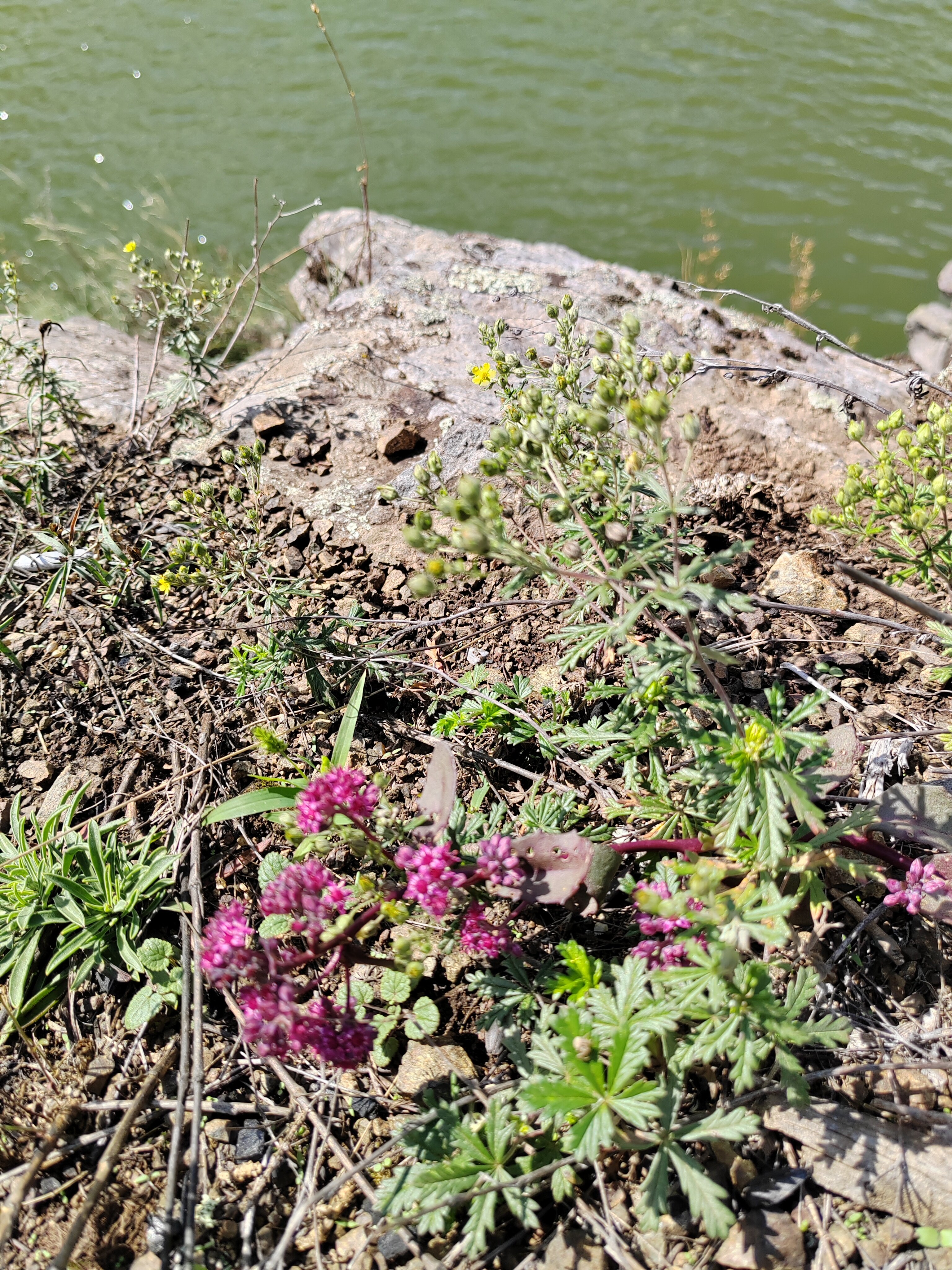 Фото Еловый мыс