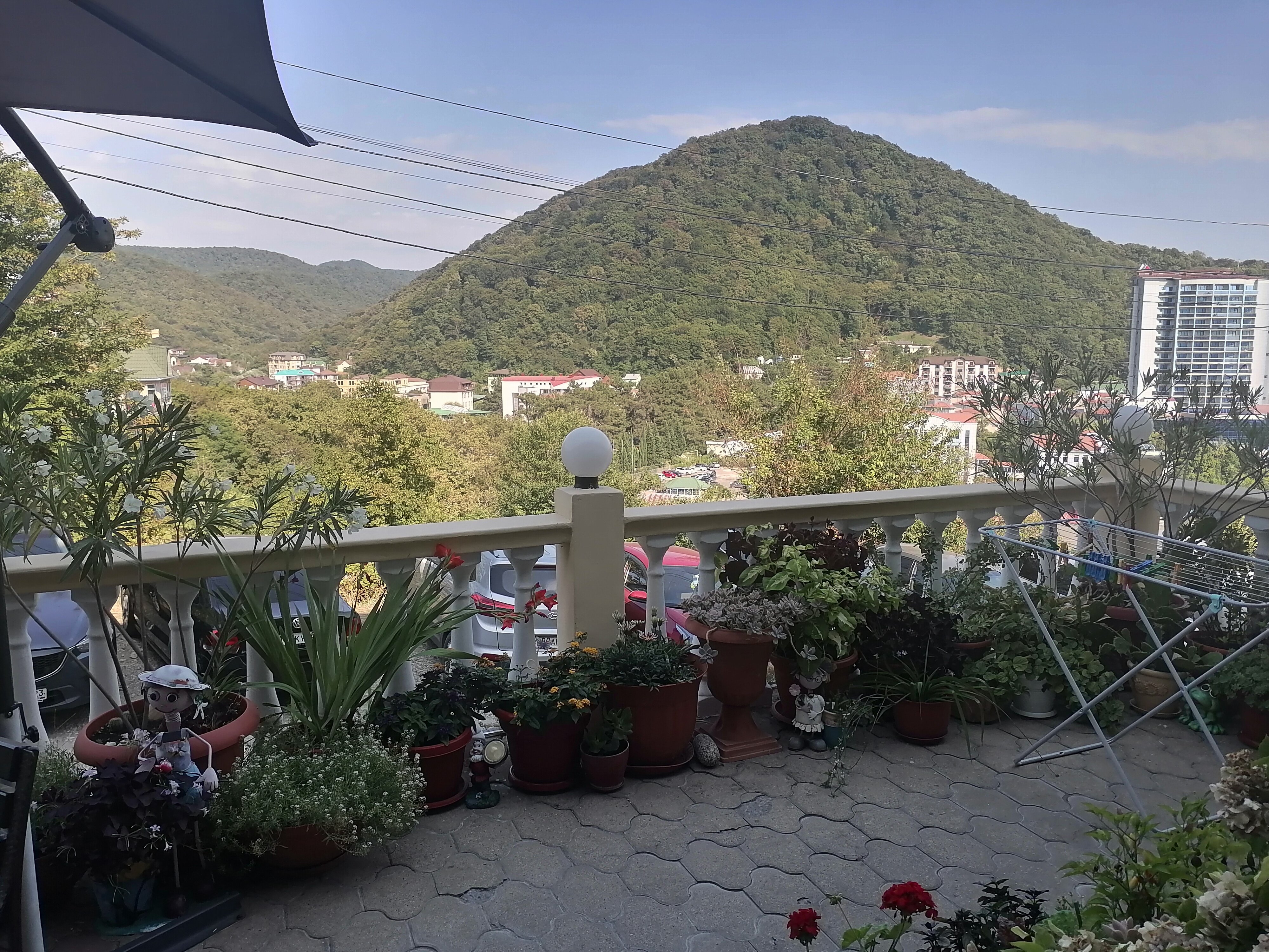 Фото Рамелия