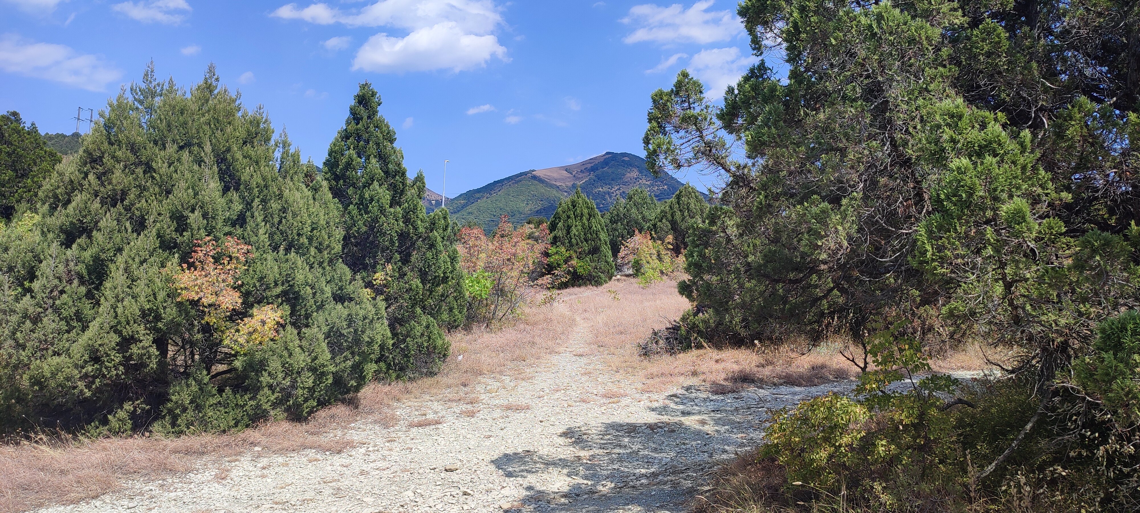 Фото Можжевеловая Роща