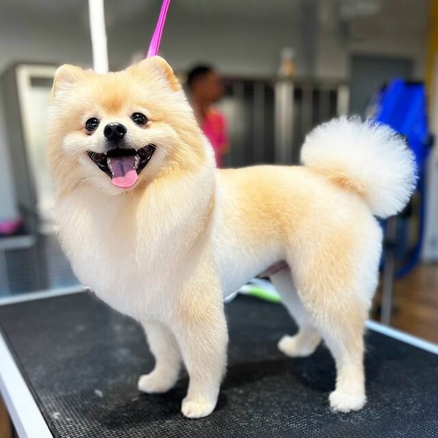 Pet salon Shampooch, Dubai, photo