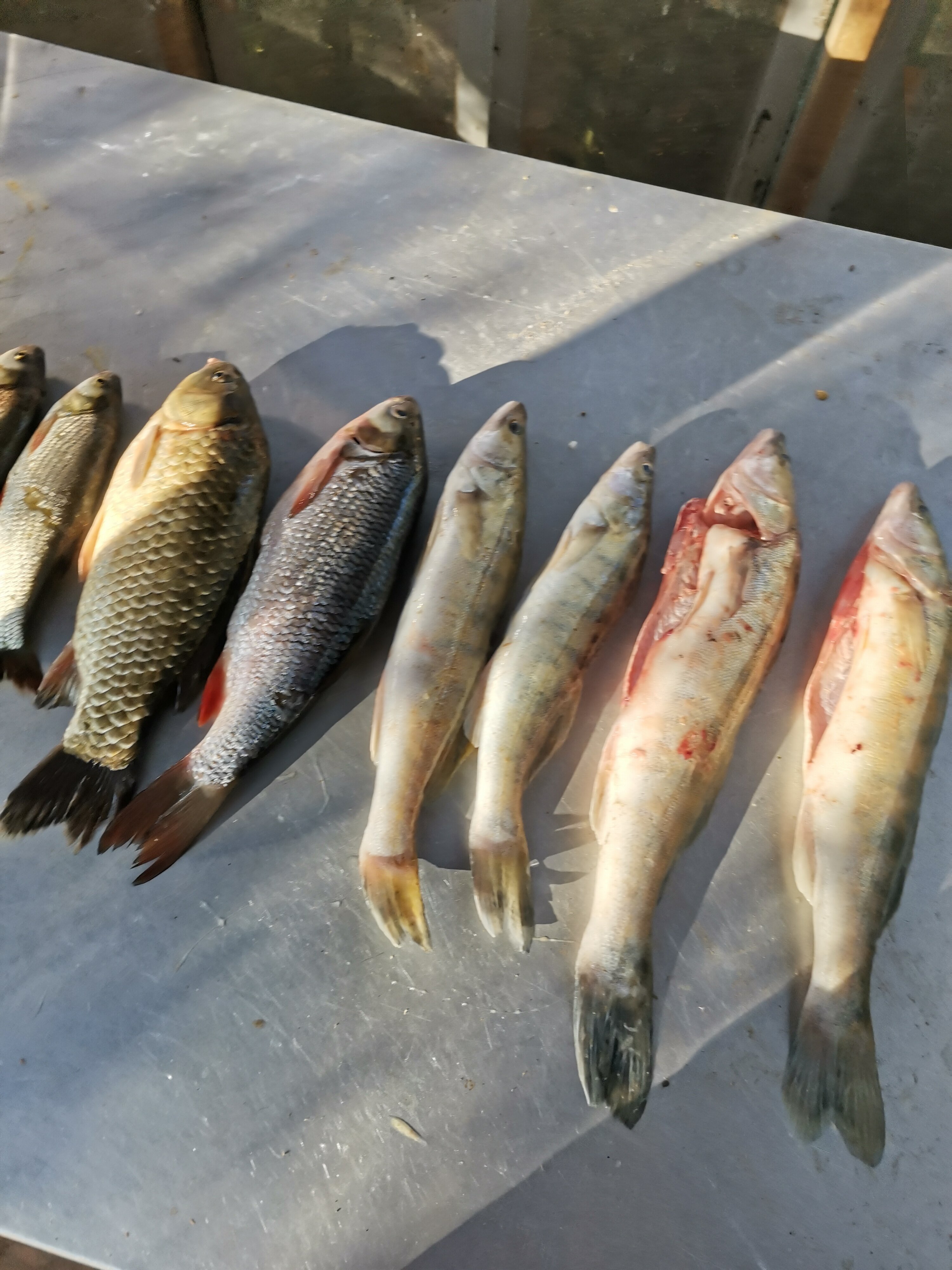 Фото Алимовский плес