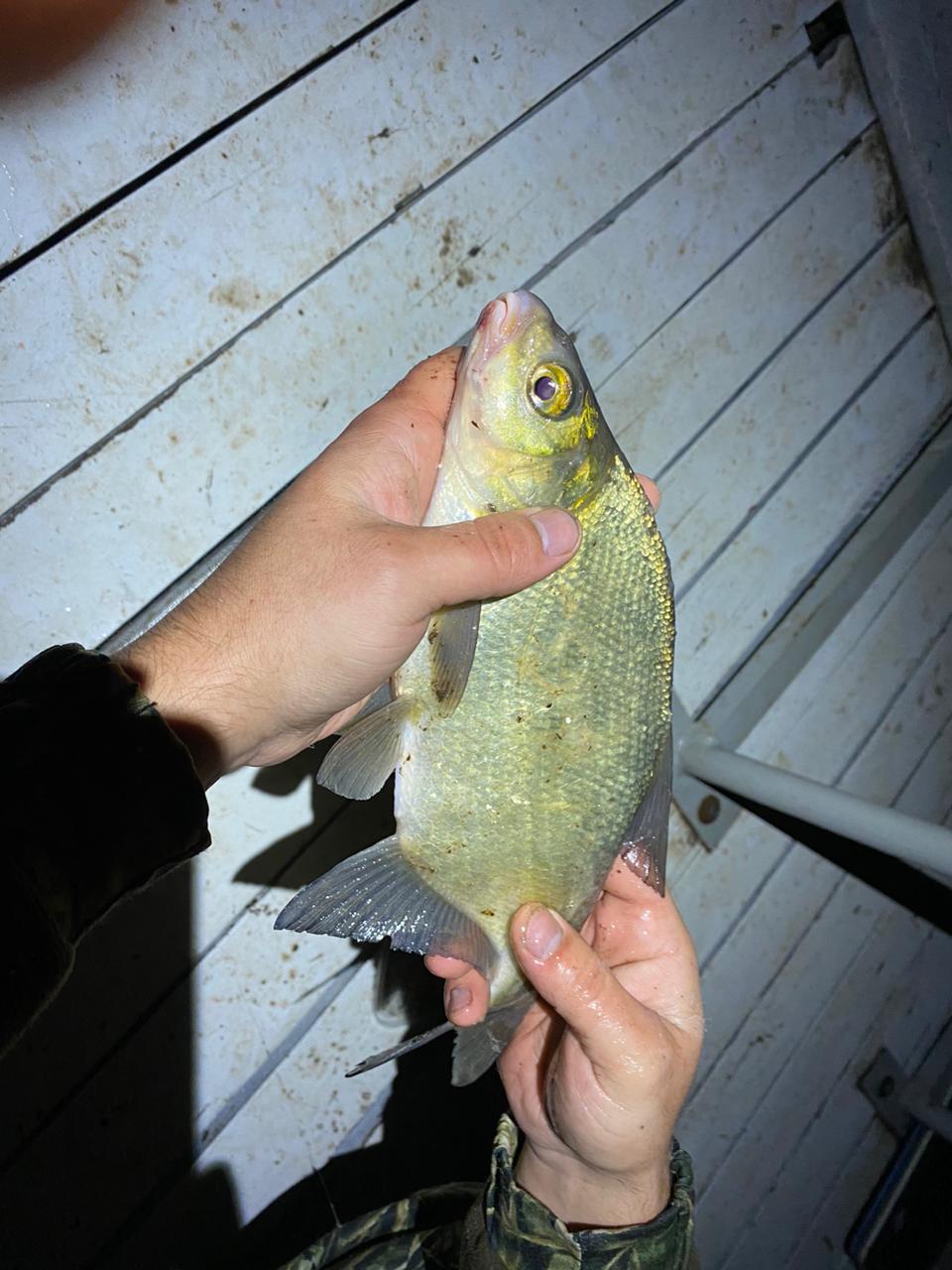 Фото Экоферма Старый Сиг