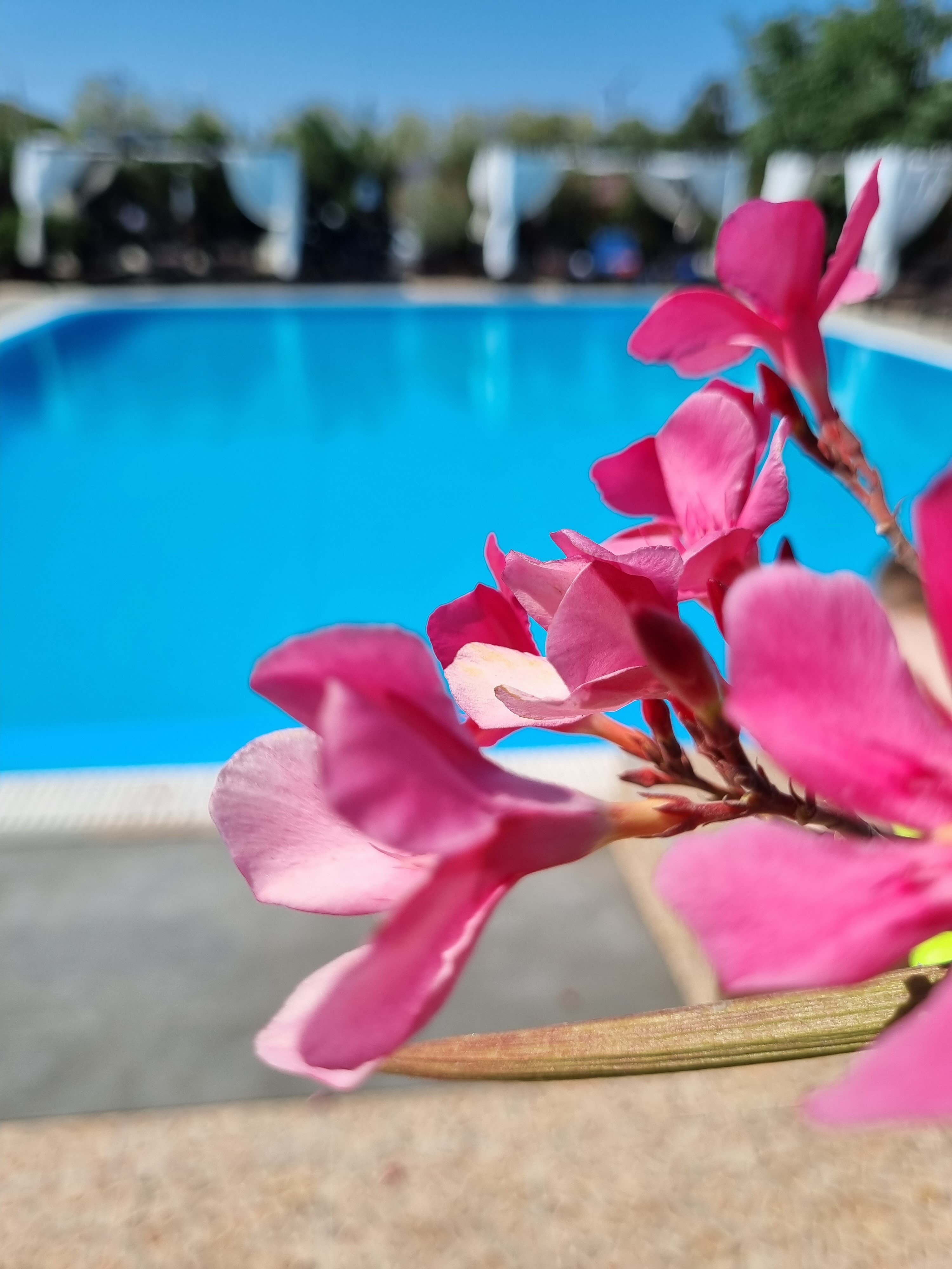 Фото Бонжур