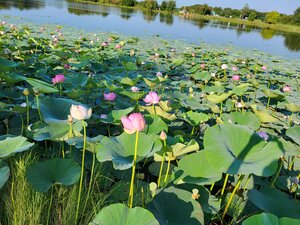 Озеро лотосов (Amur Region, selo Ivanovka), atracción