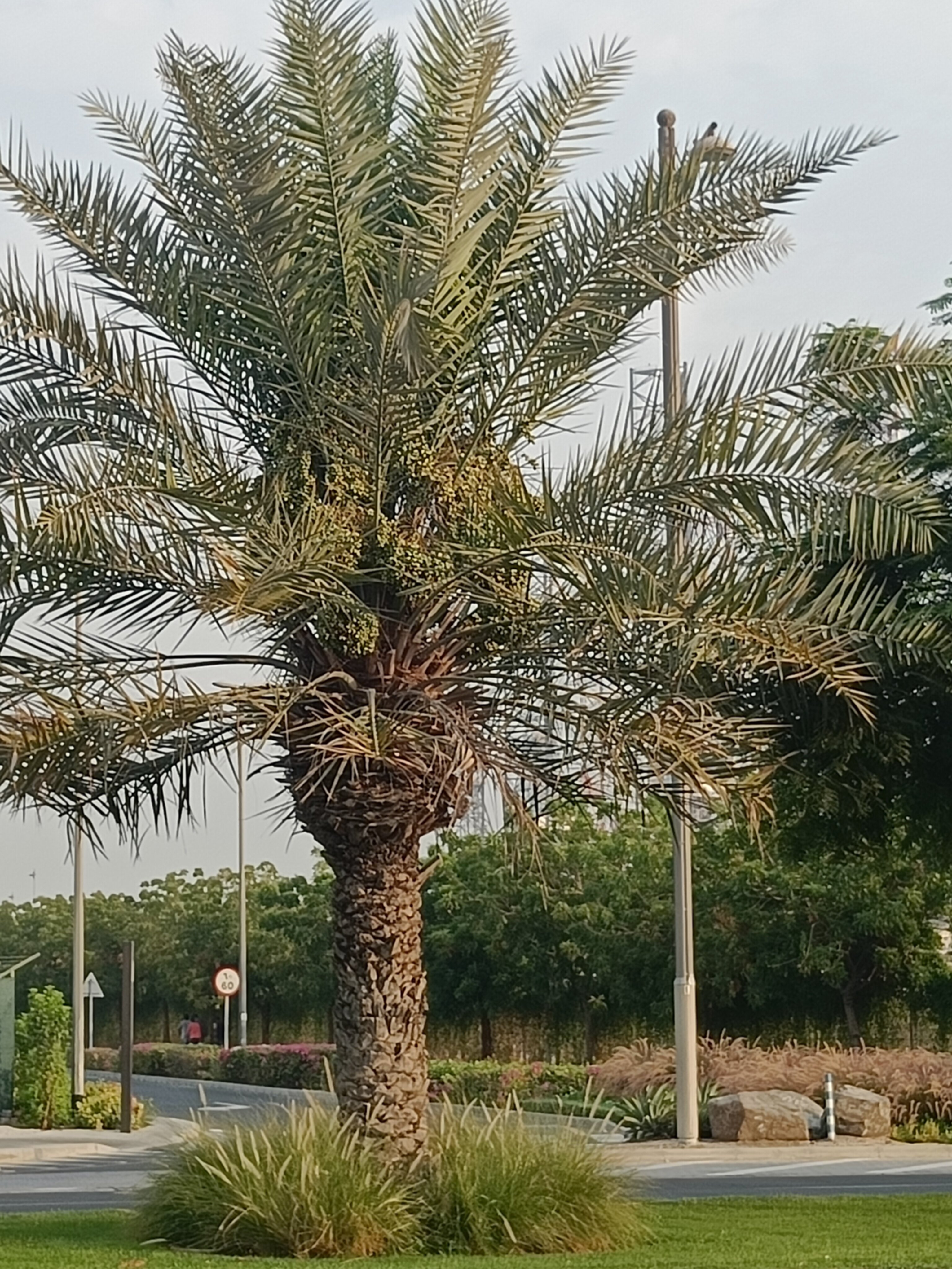 Фото Holiday Inn Express Dubai Jumeirah