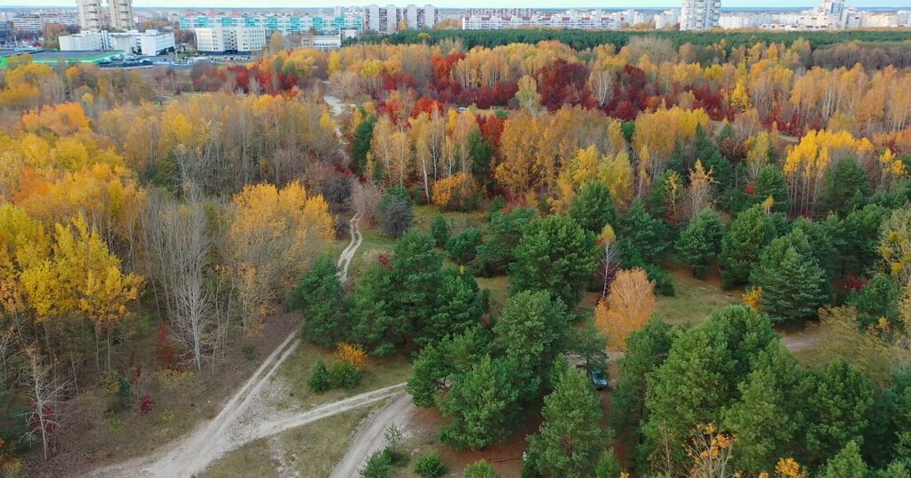 Urban forest Krushinsky Forest Park, Brest, photo