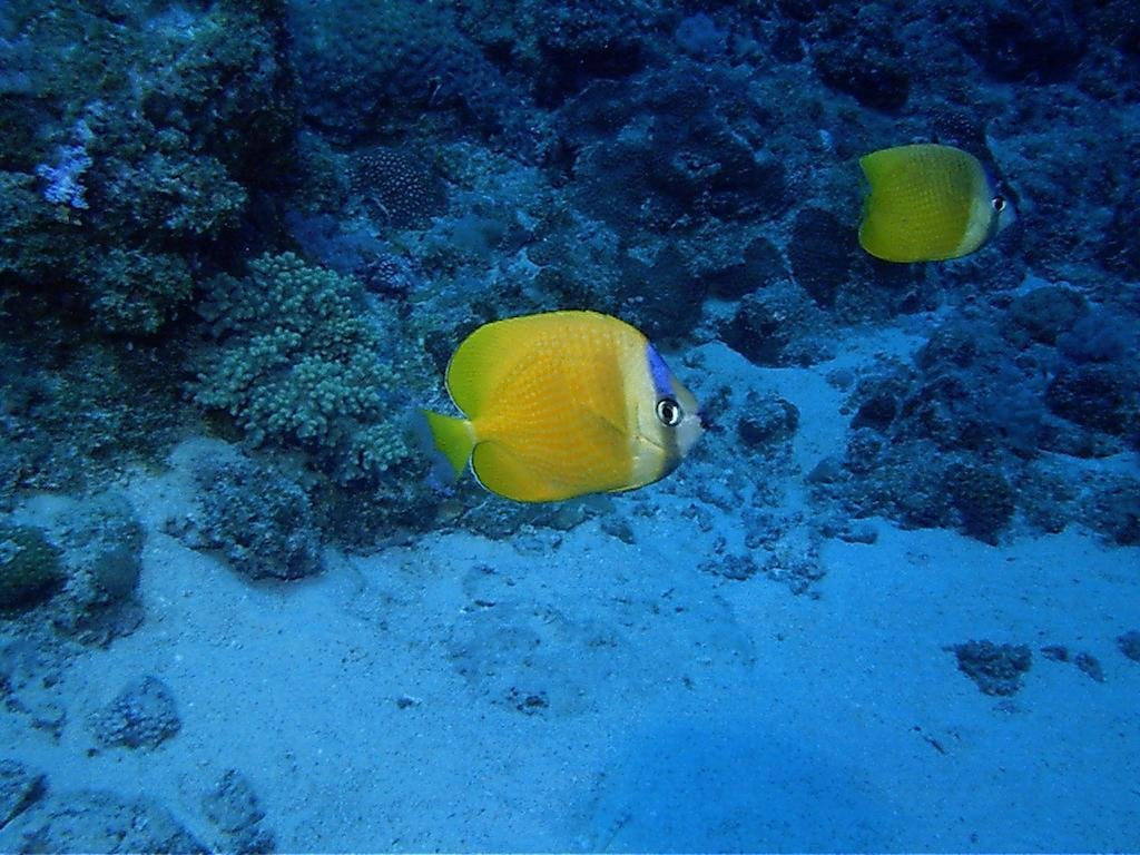 Фото Le Peninsula Bay Beach Resort