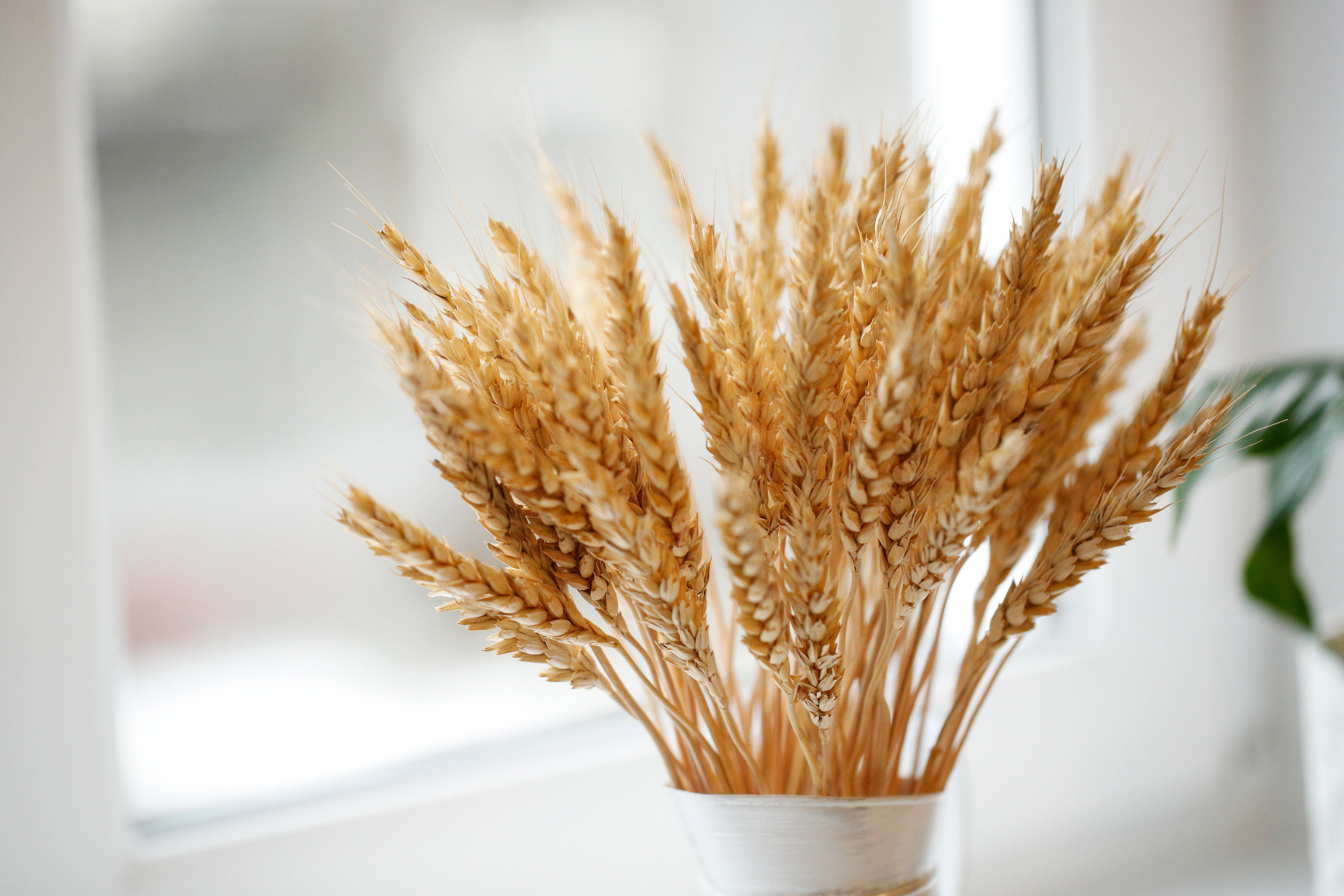 Фото Лопарочка