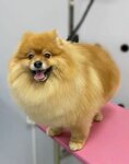 Pes zdes (Lomonosovsky Avenue, 4к1), salón de mascota, peluquería de animales