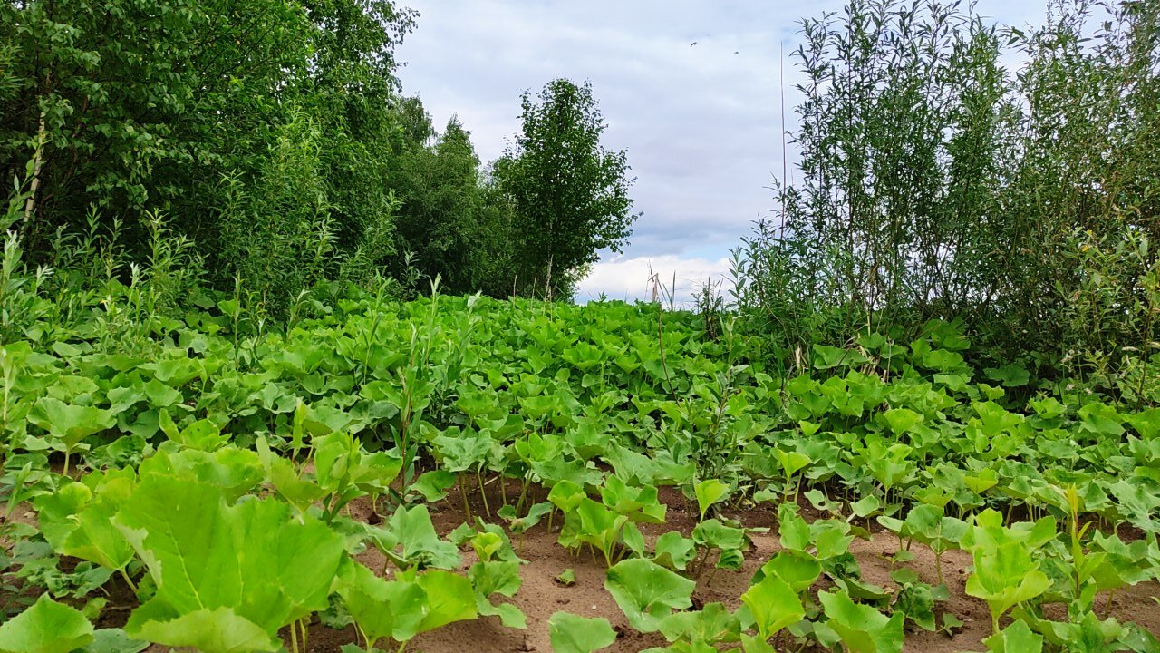 Фото Осинская Слобода