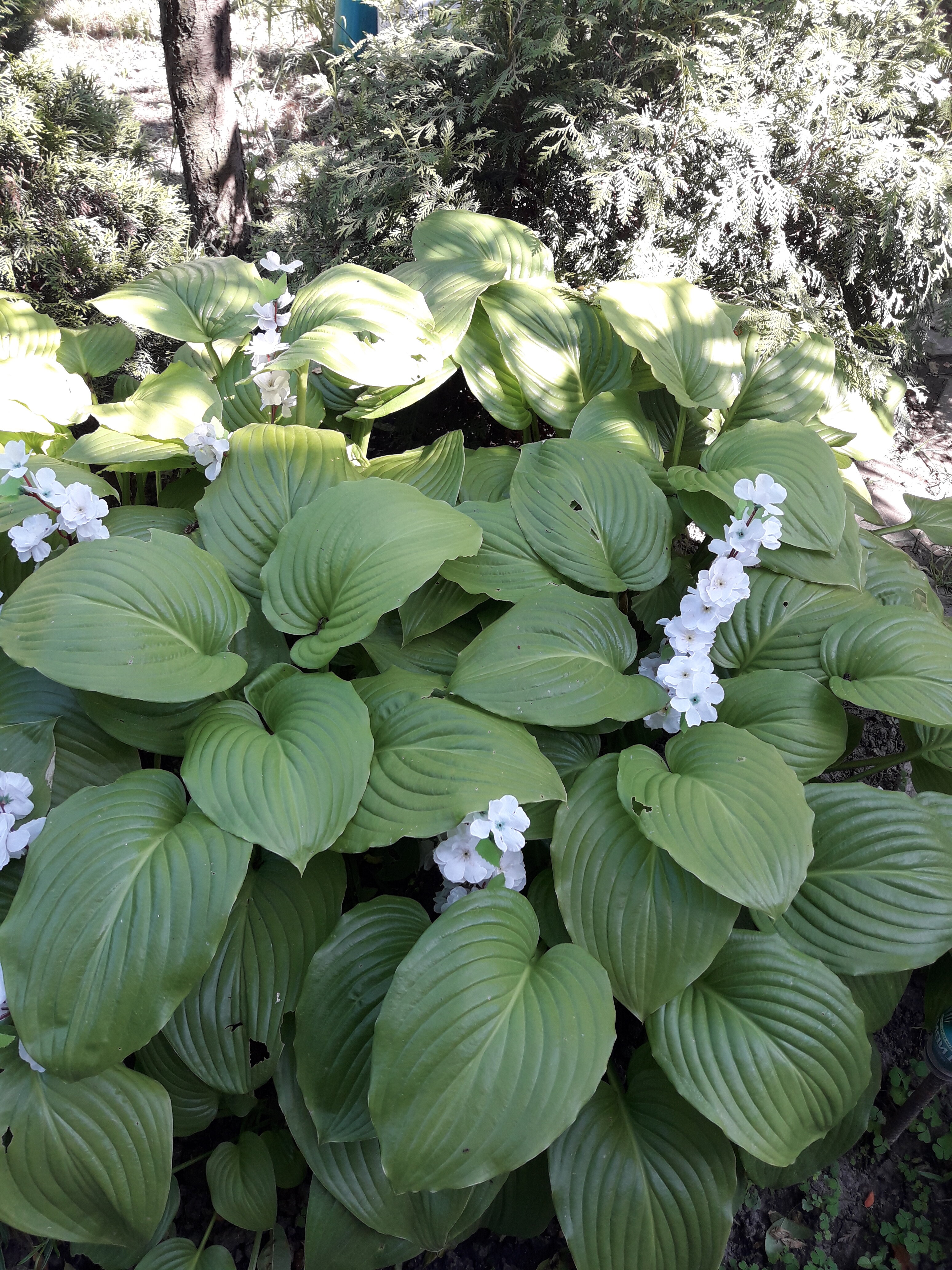 Фото Лакшми