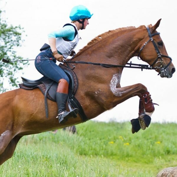 Horse riding Gulf Rider Equestrian Supplies, Abu Dhabi, photo