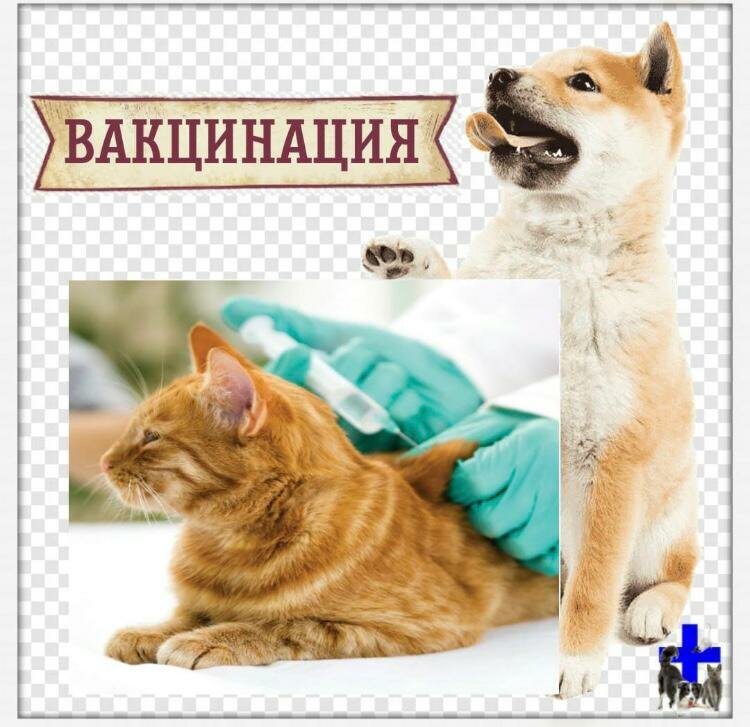 Veterinary clinic U Tatyany, Yesk, photo