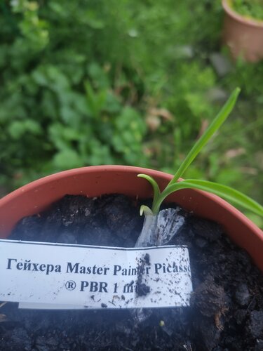 Plant nursery Garden Class, Rostov Oblast, photo