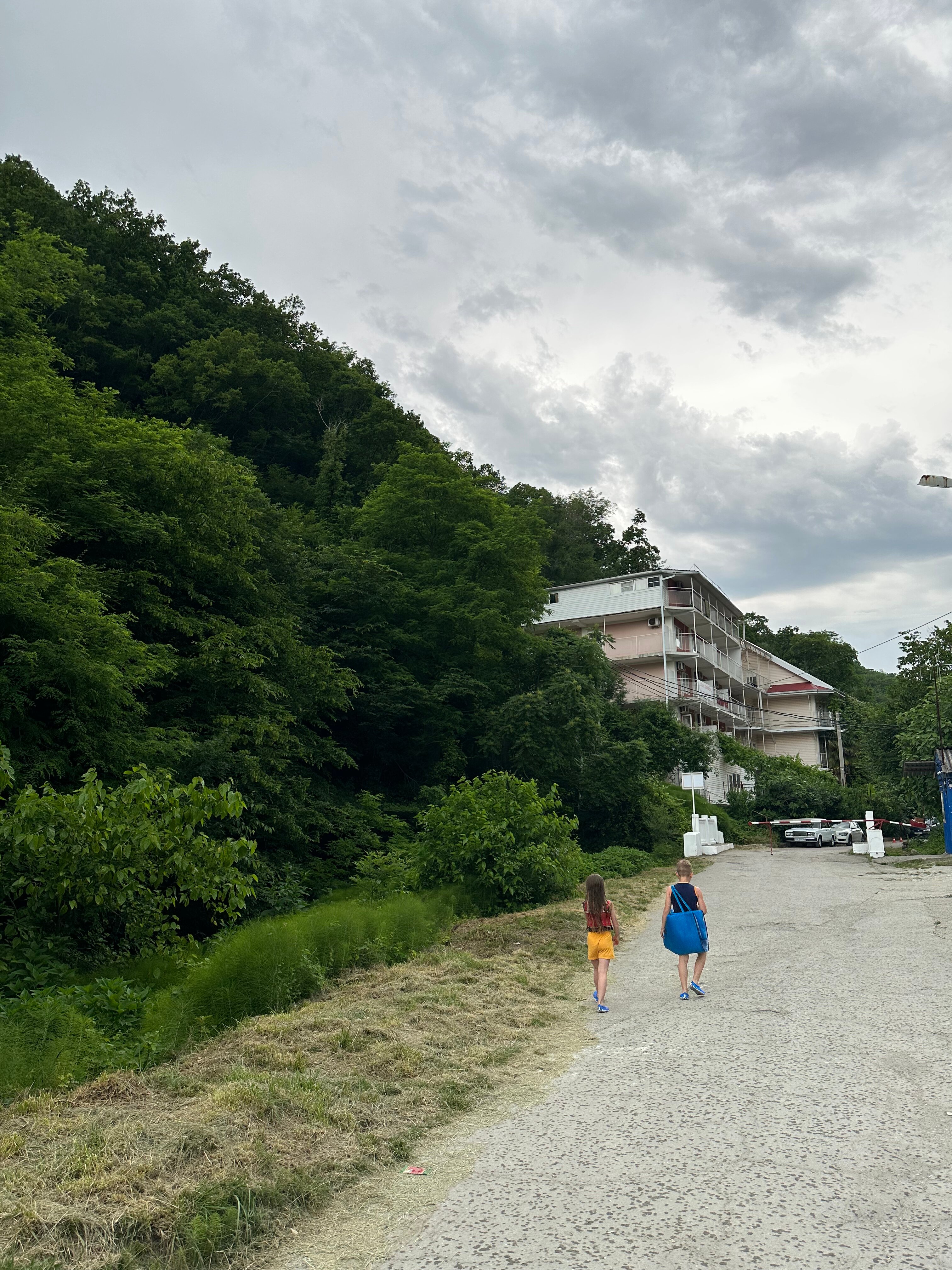 Фото Пальма