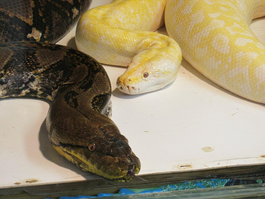 Zoo Ekzotarium, Nizhny Novgorod, photo