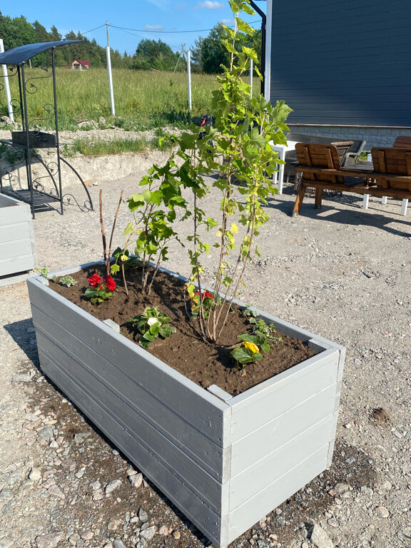 Фото Утиная история