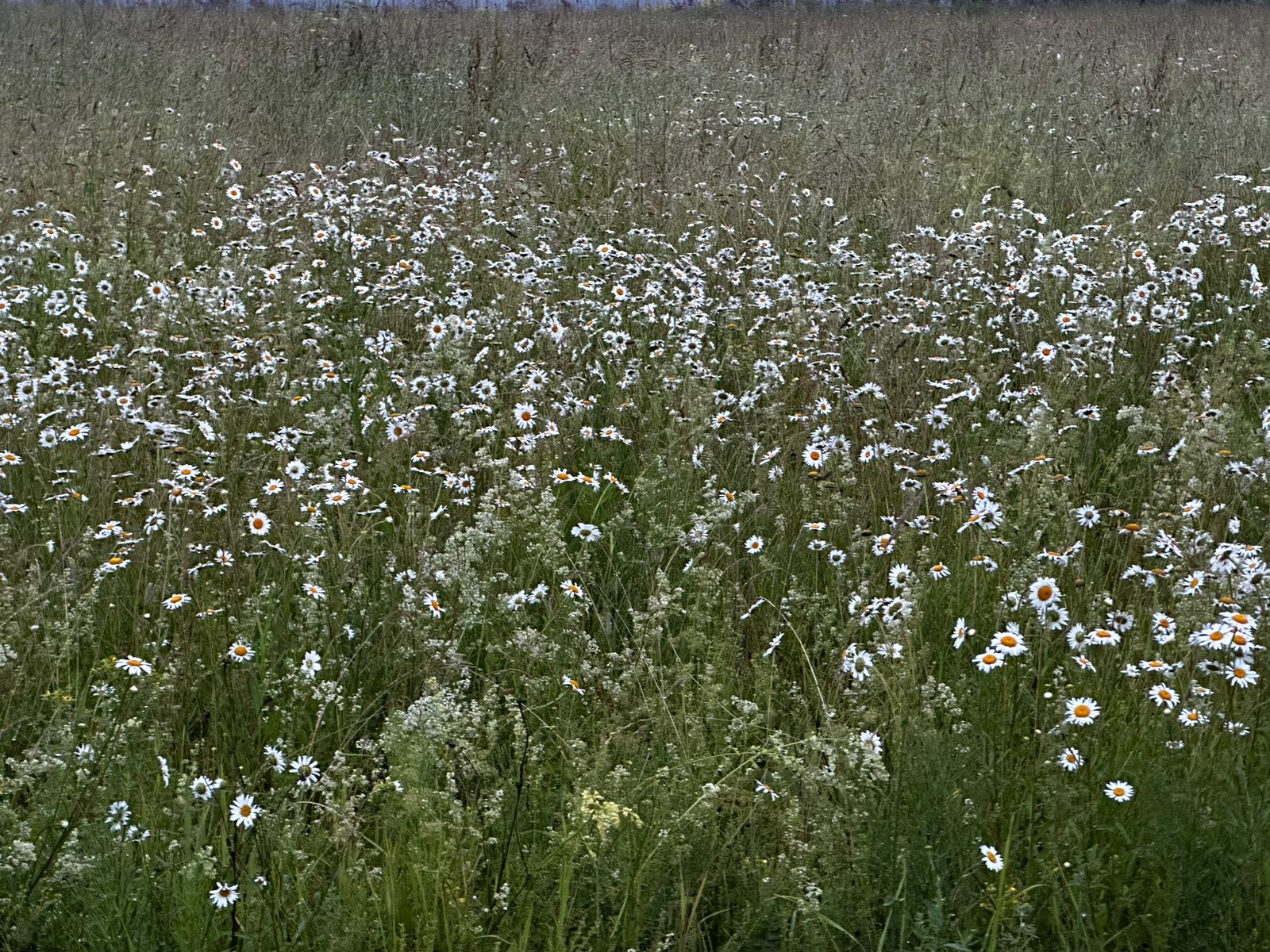 Фото Салтыково на Оке