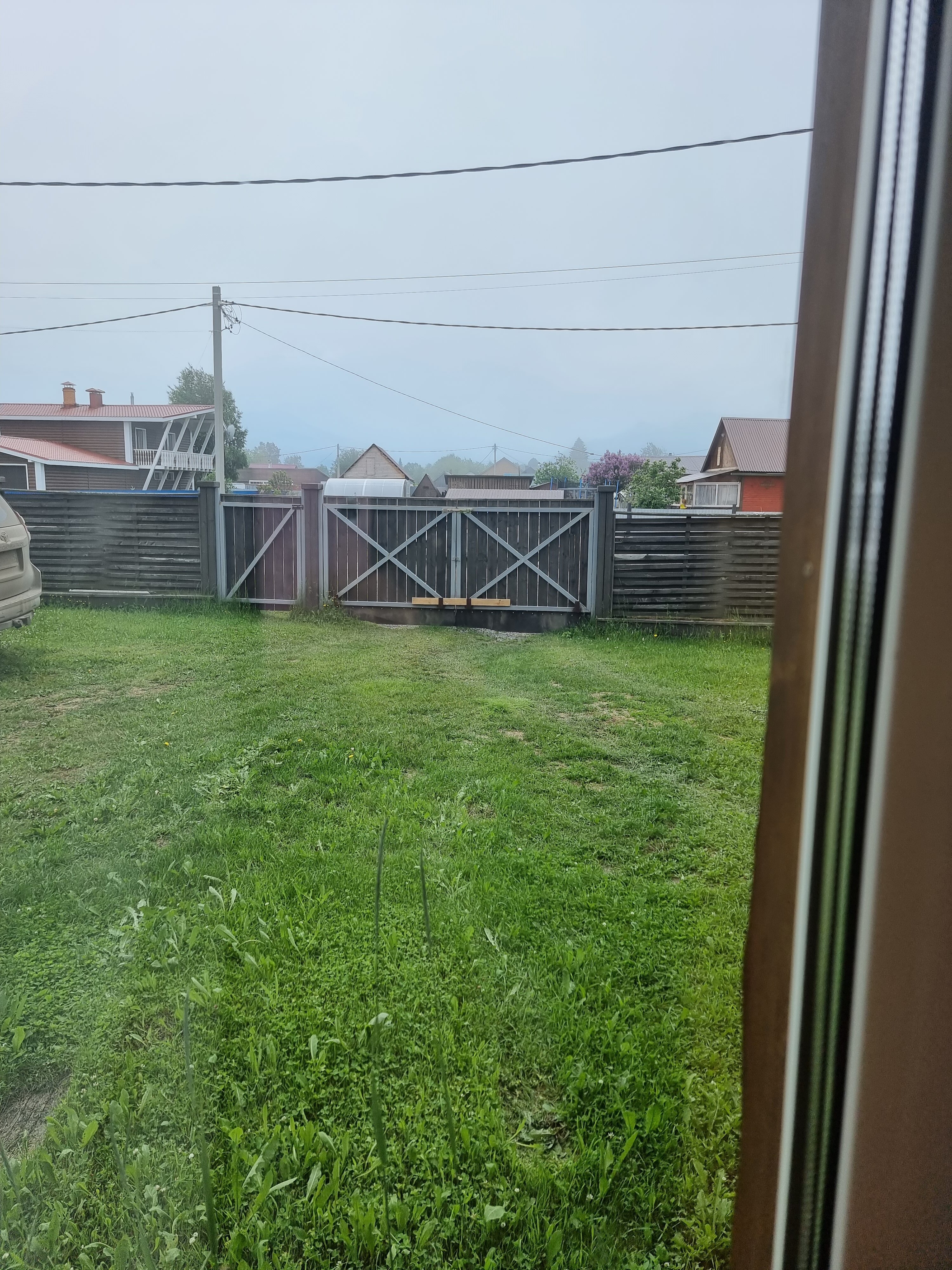 Фото Снежные Гуси