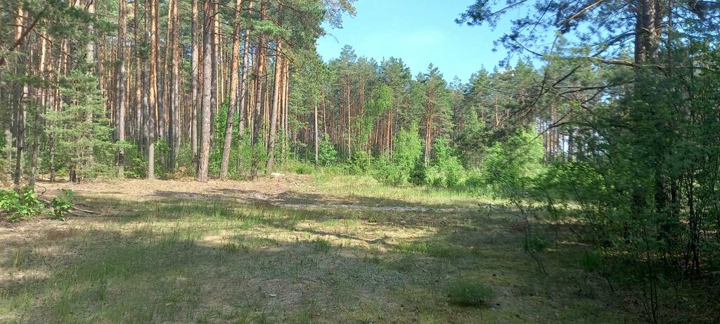 Silvicultura, silvicultura Kaykovskoye Lesnichestvo Glu Minsky leskhoz, , foto