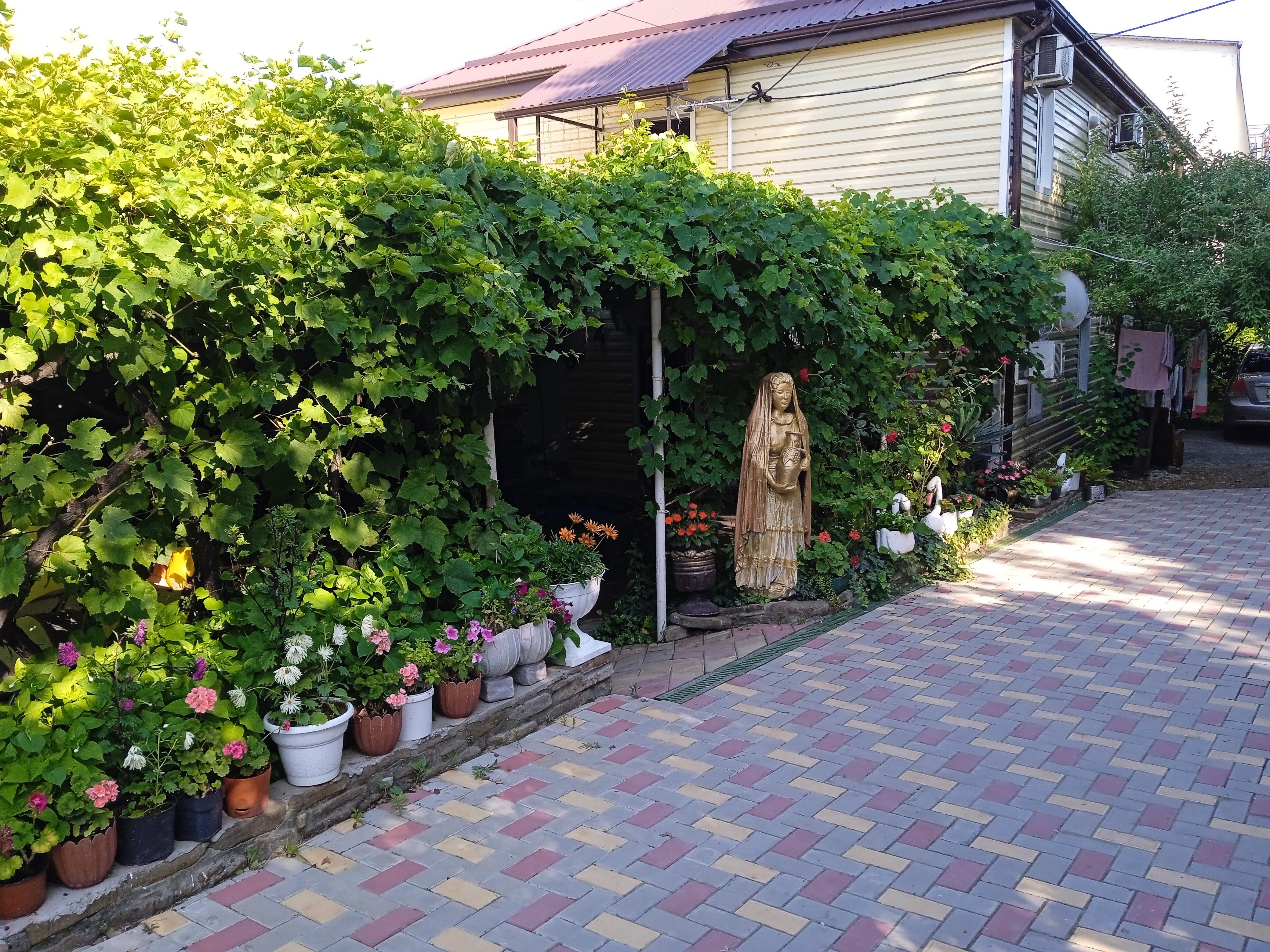 Фото Черноморская лоза