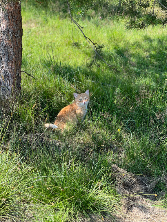 Фото Агроусадьба Ивановых. Старый хутор Тауно Туоми