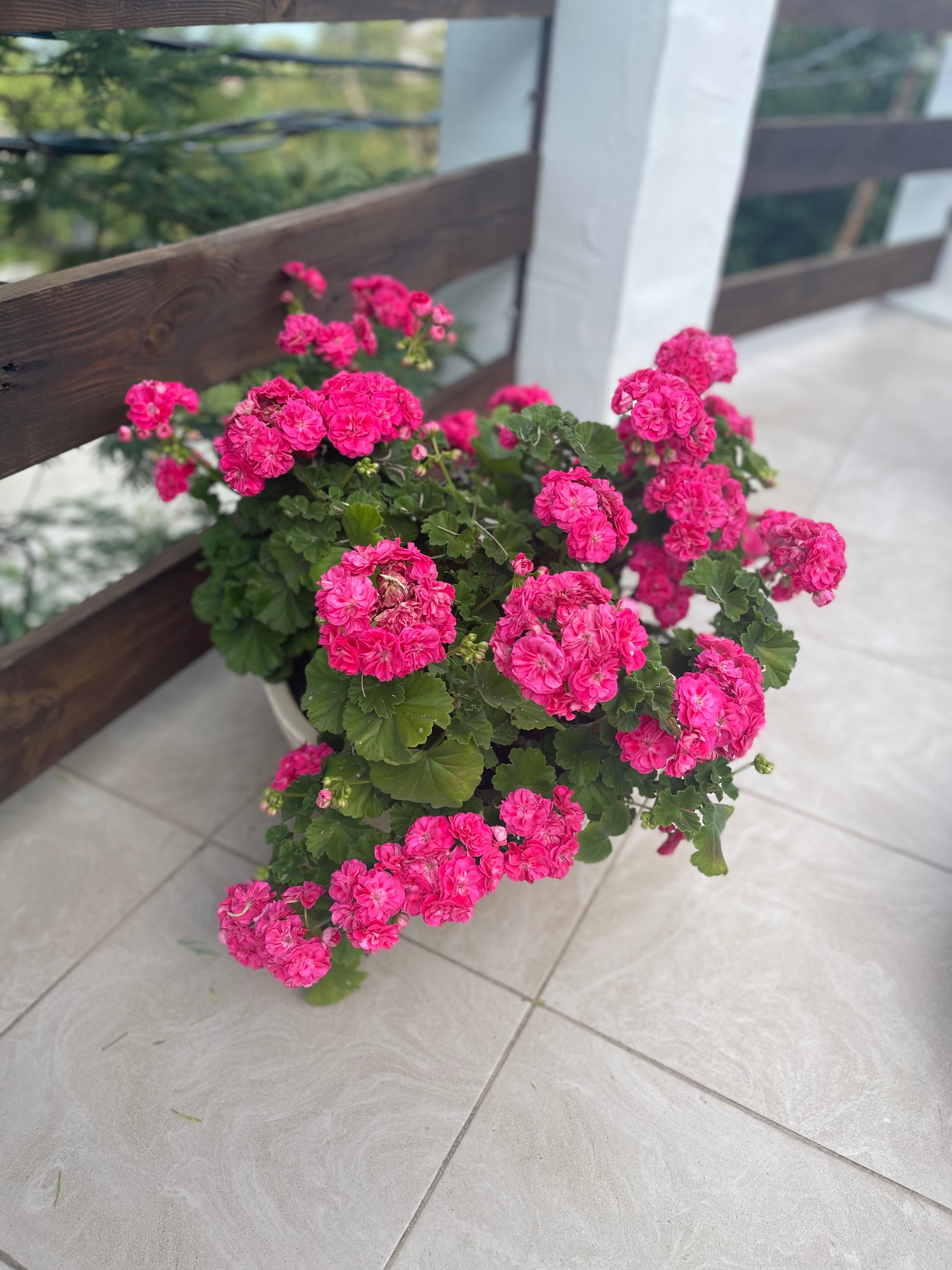 Фото Villa 16 plus