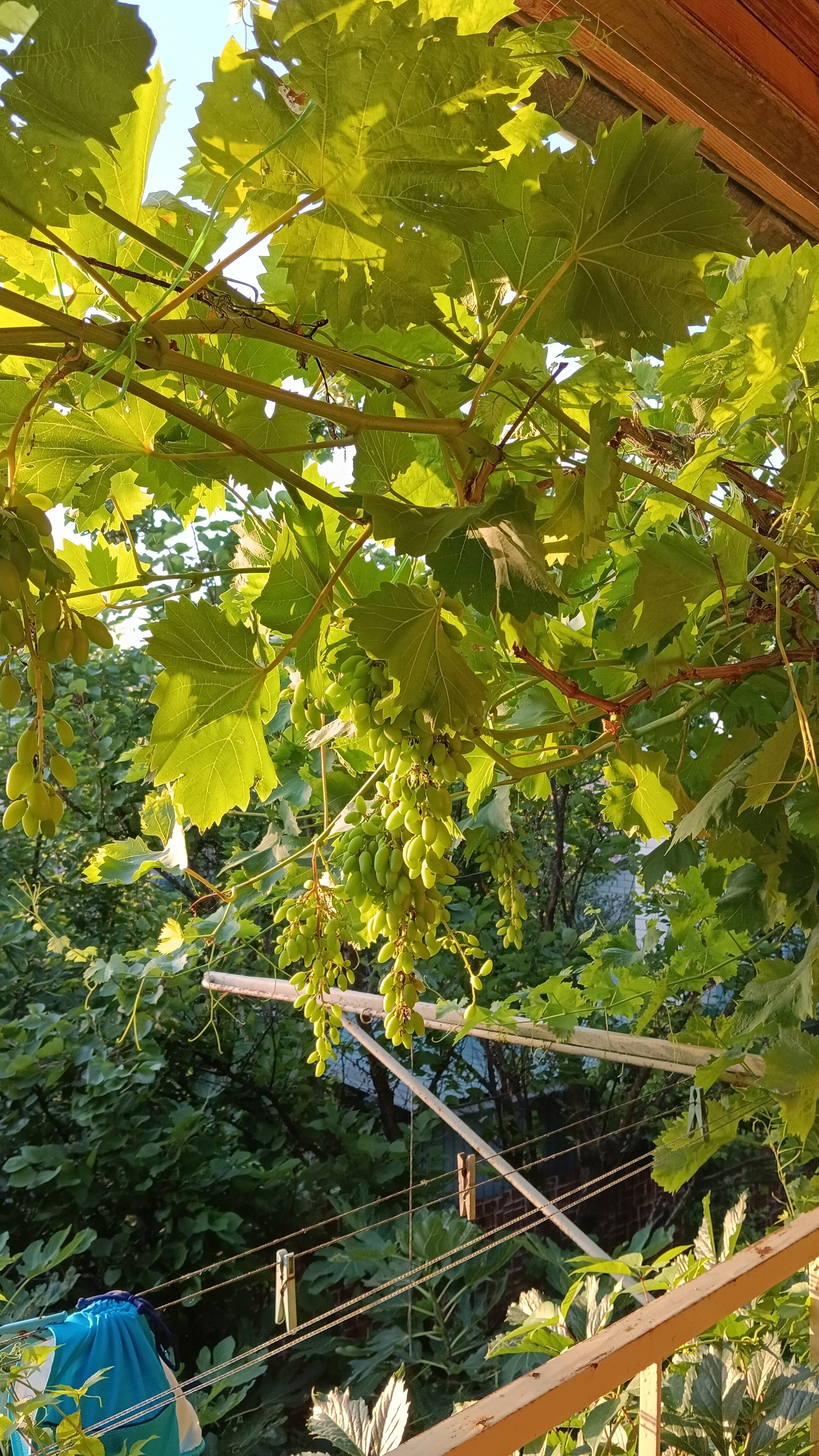 Фото Гурман