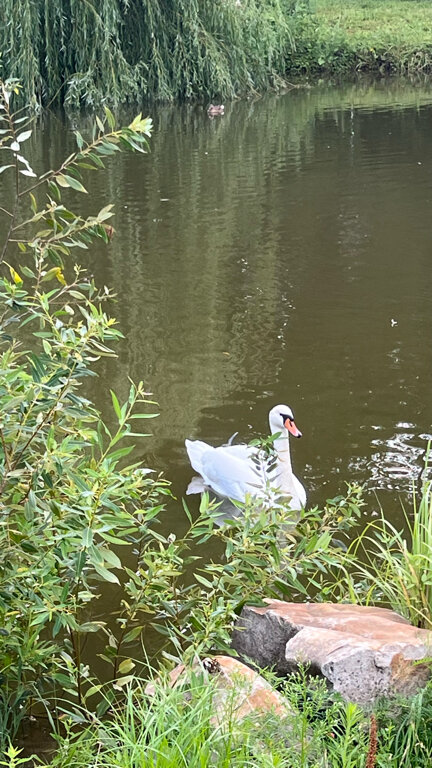 Фото Апартаменты Репное