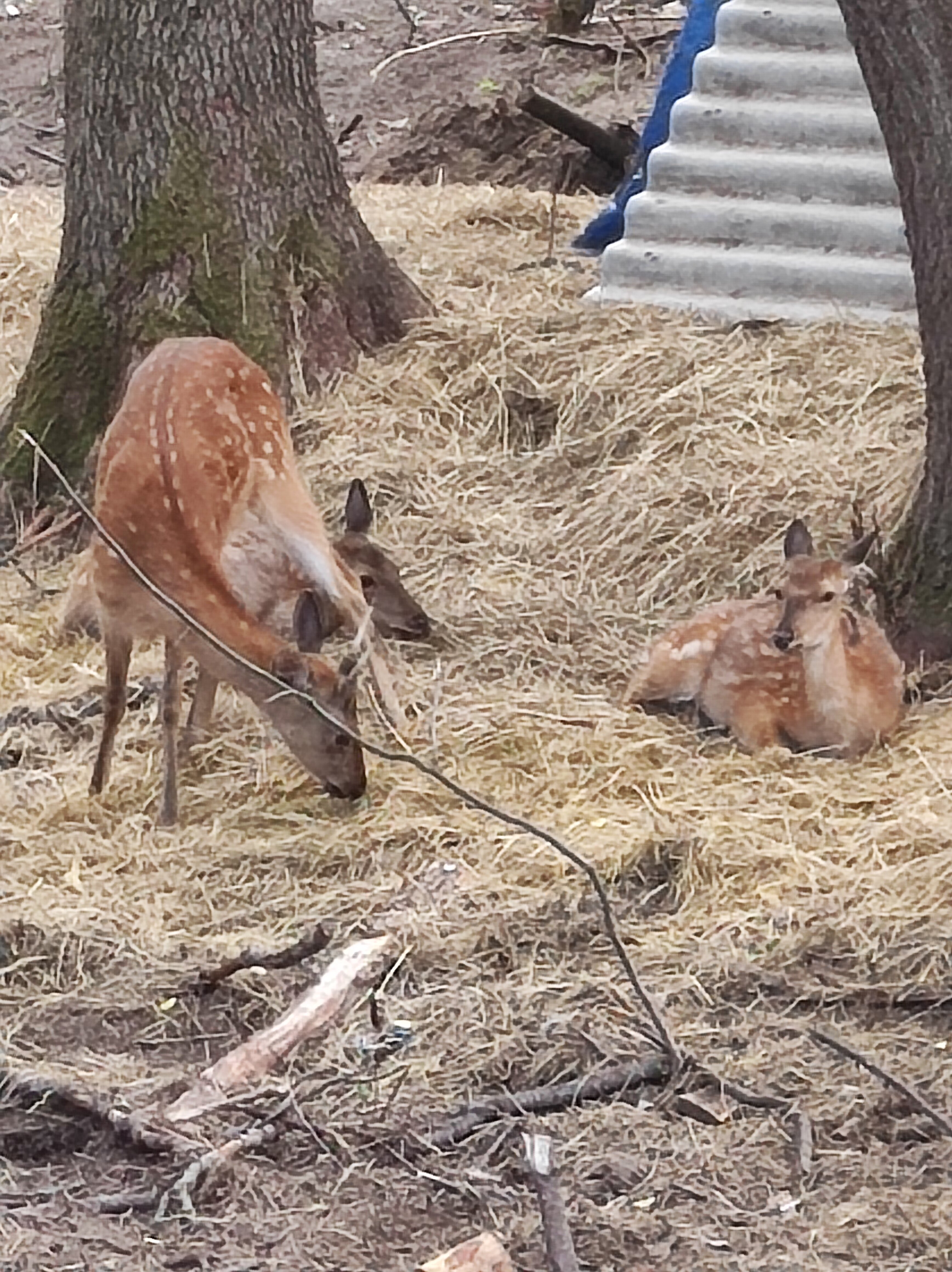 Фото Дикое подворье