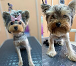 Mon ami (8th Microdistrict, 20А), salón de mascota, peluquería de animales