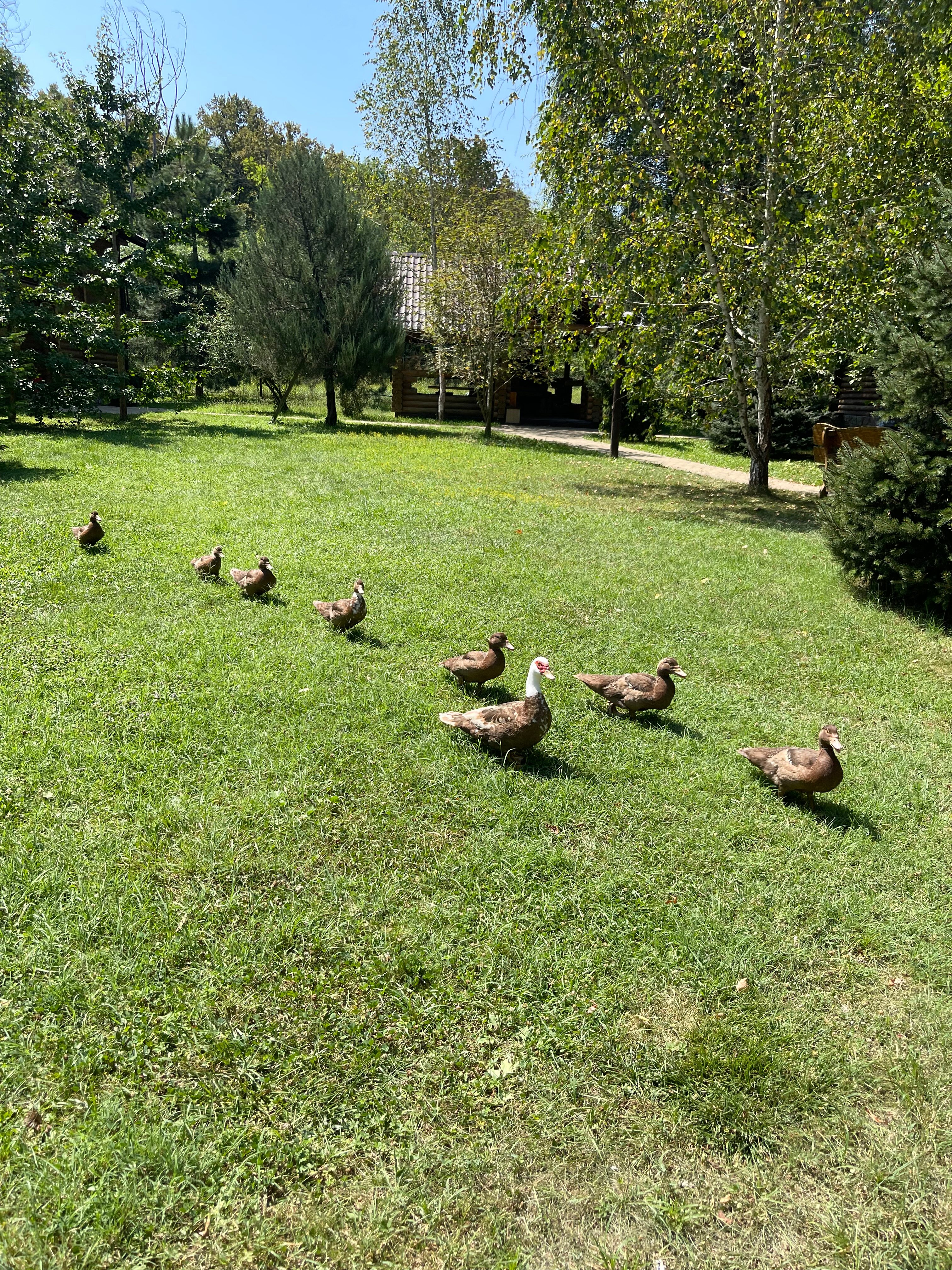 Фото Кура-цеце