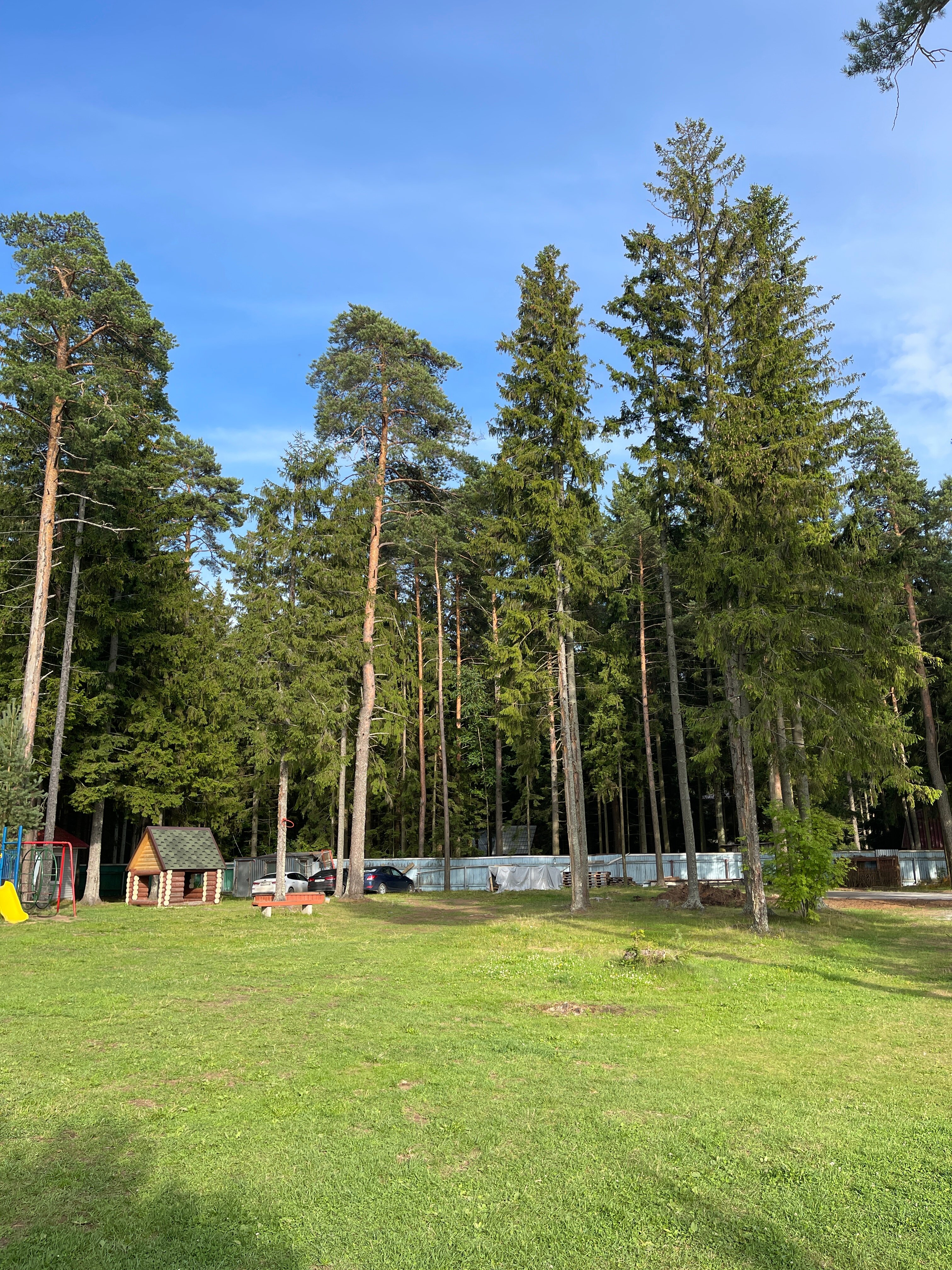 Фото Солнечный бор