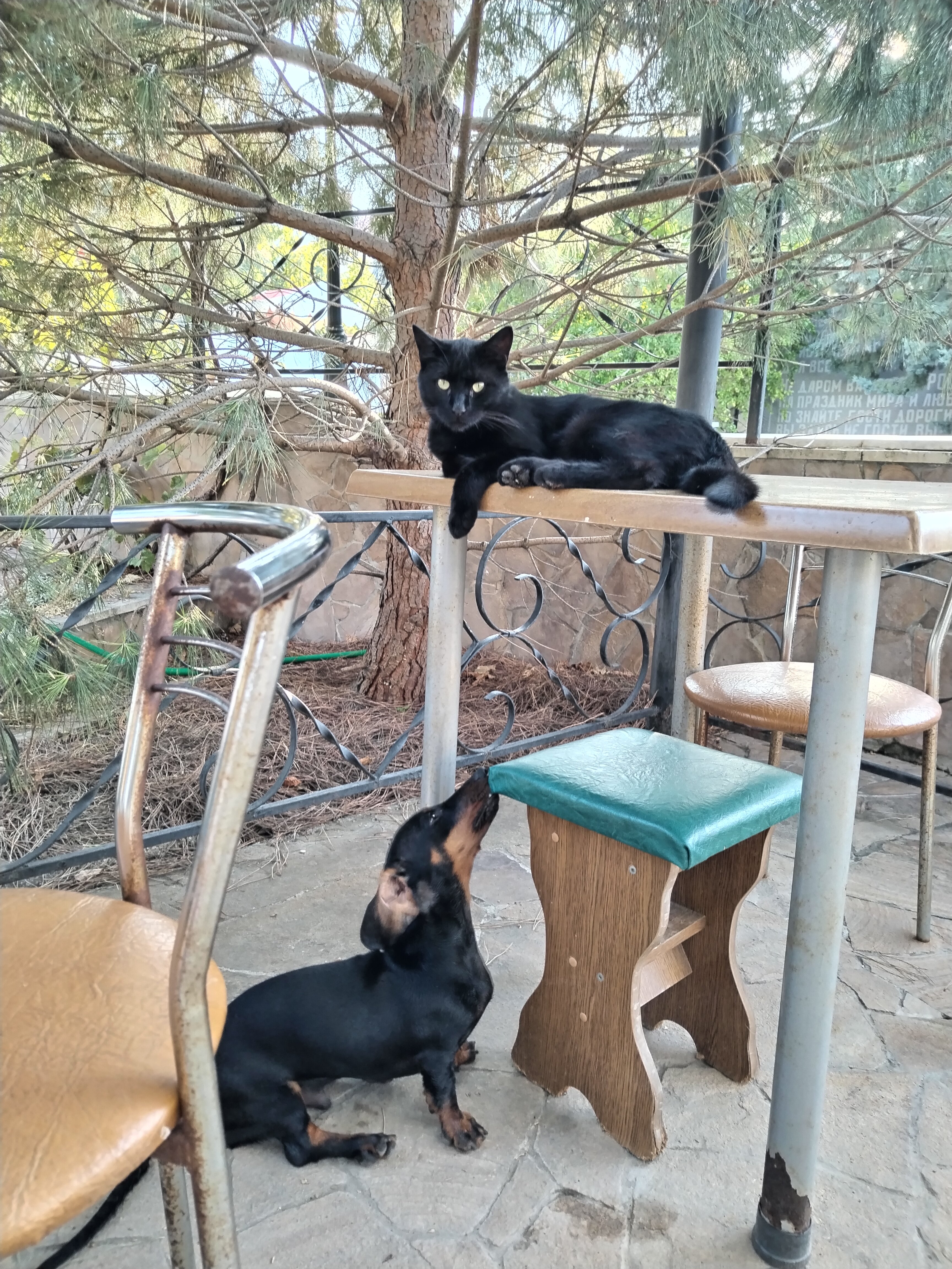 Фото Славия