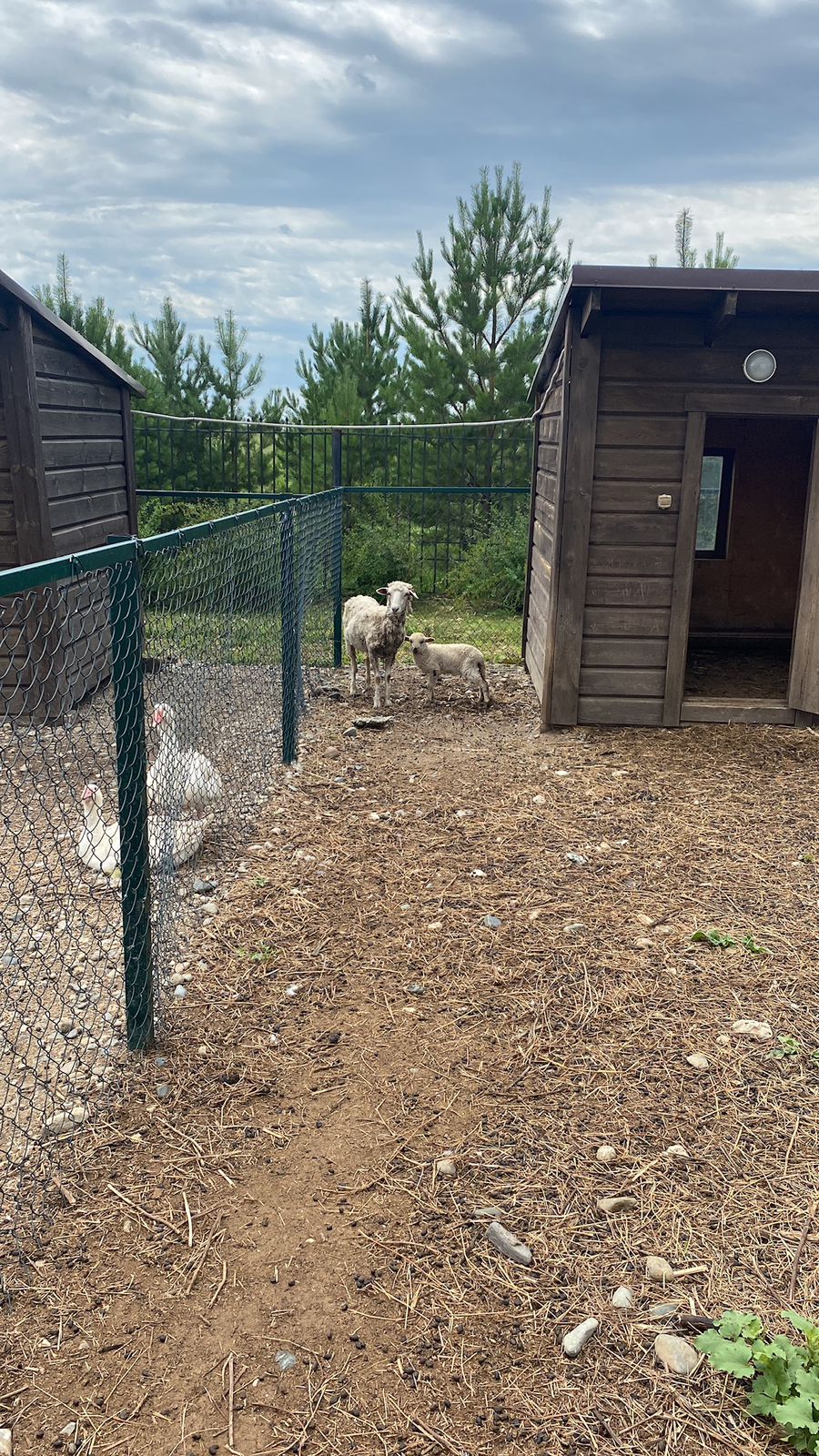 Фото Калина красная