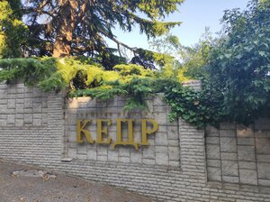 Кедр